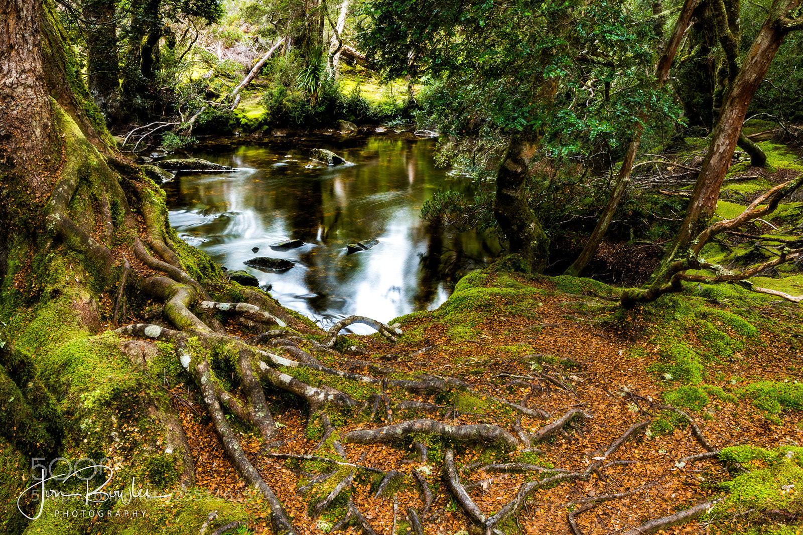 Nikon D850 sample photo. Little mossy green photography