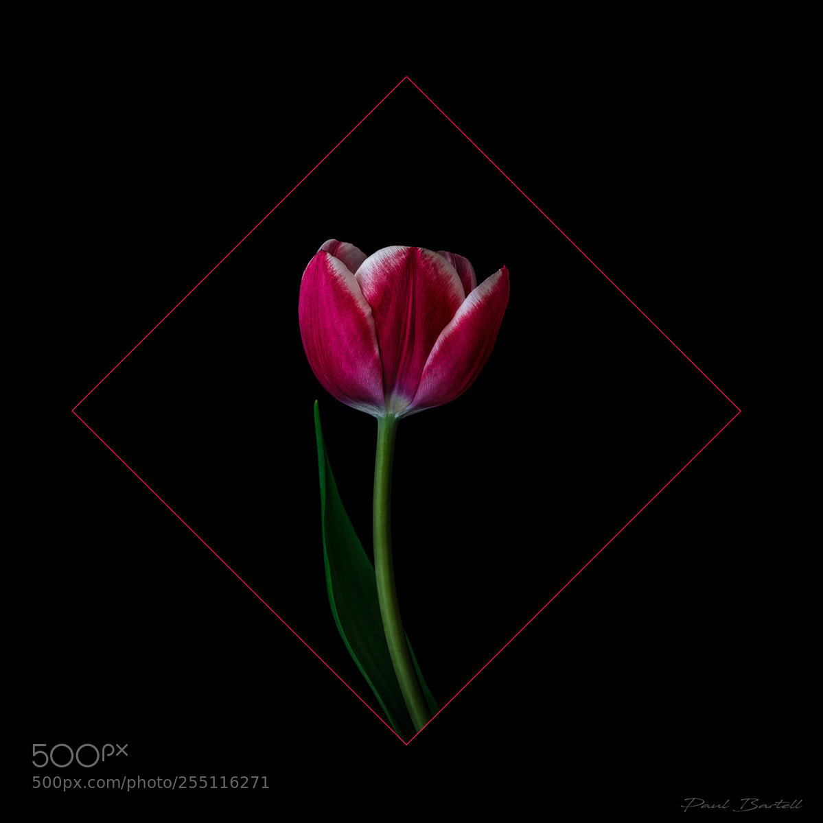 Canon EOS 5D Mark II sample photo. Tulip art photography