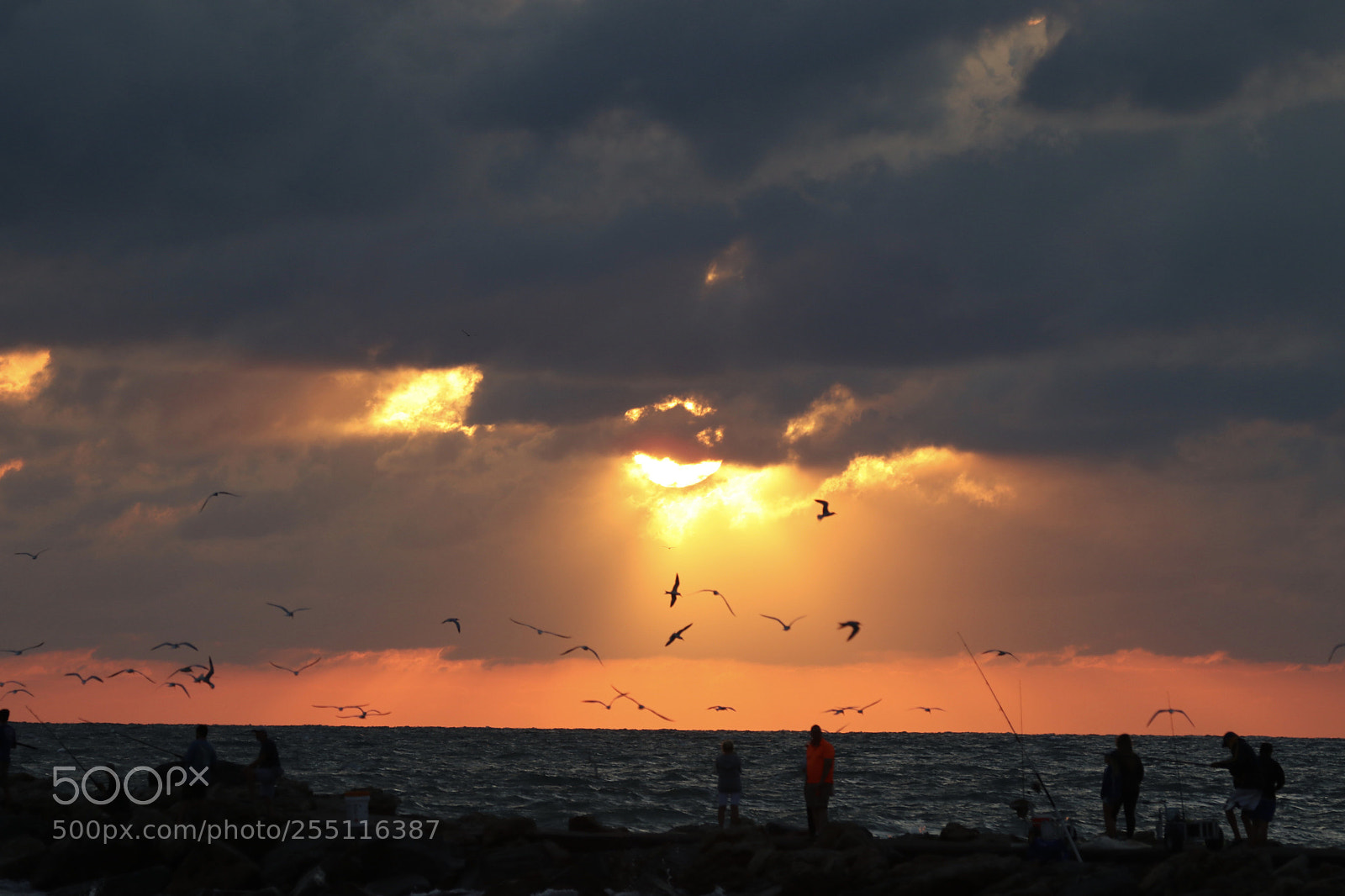 Canon EOS 80D sample photo. Birds at sundown photography