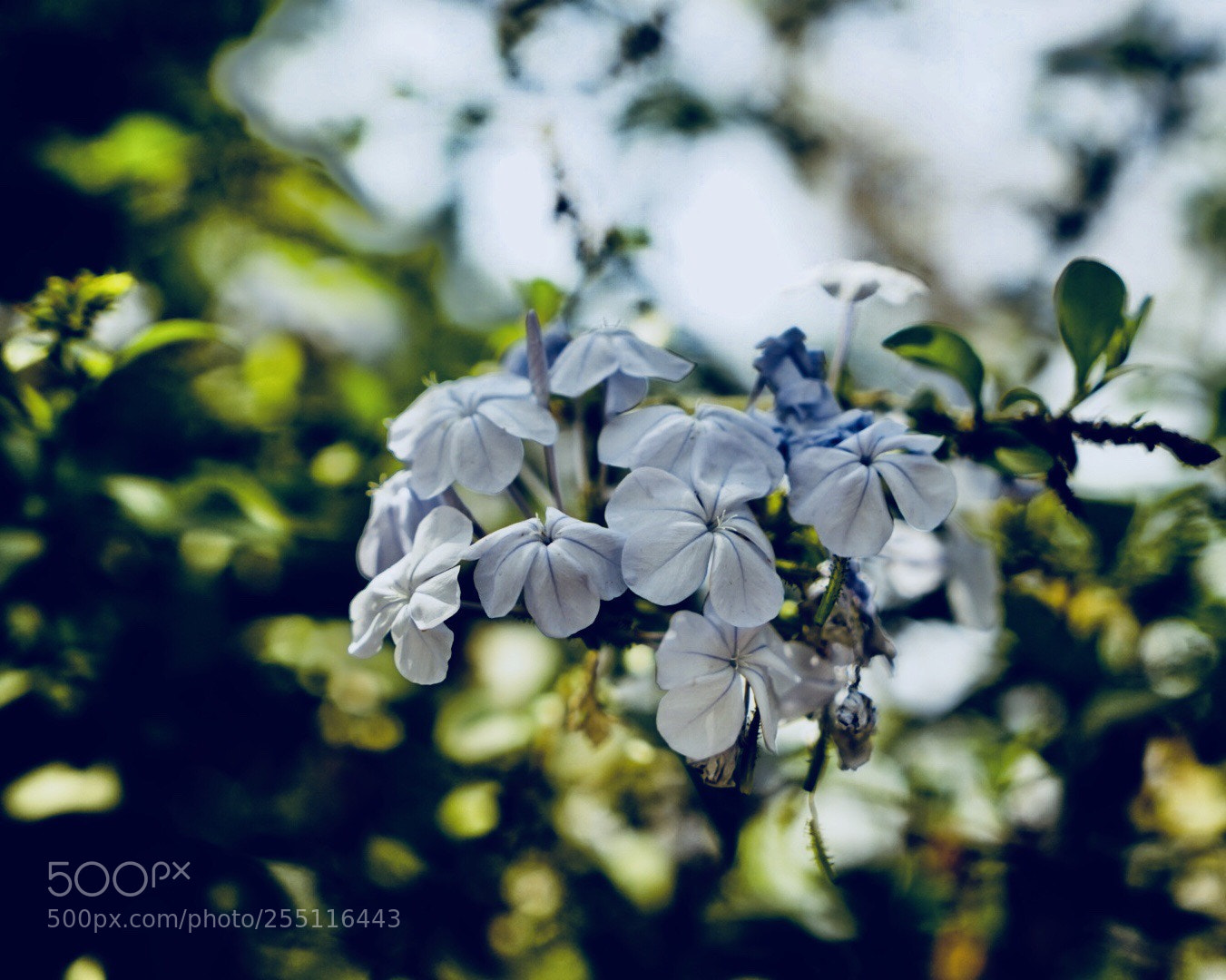 Sony a7 II sample photo. Cool blue photography