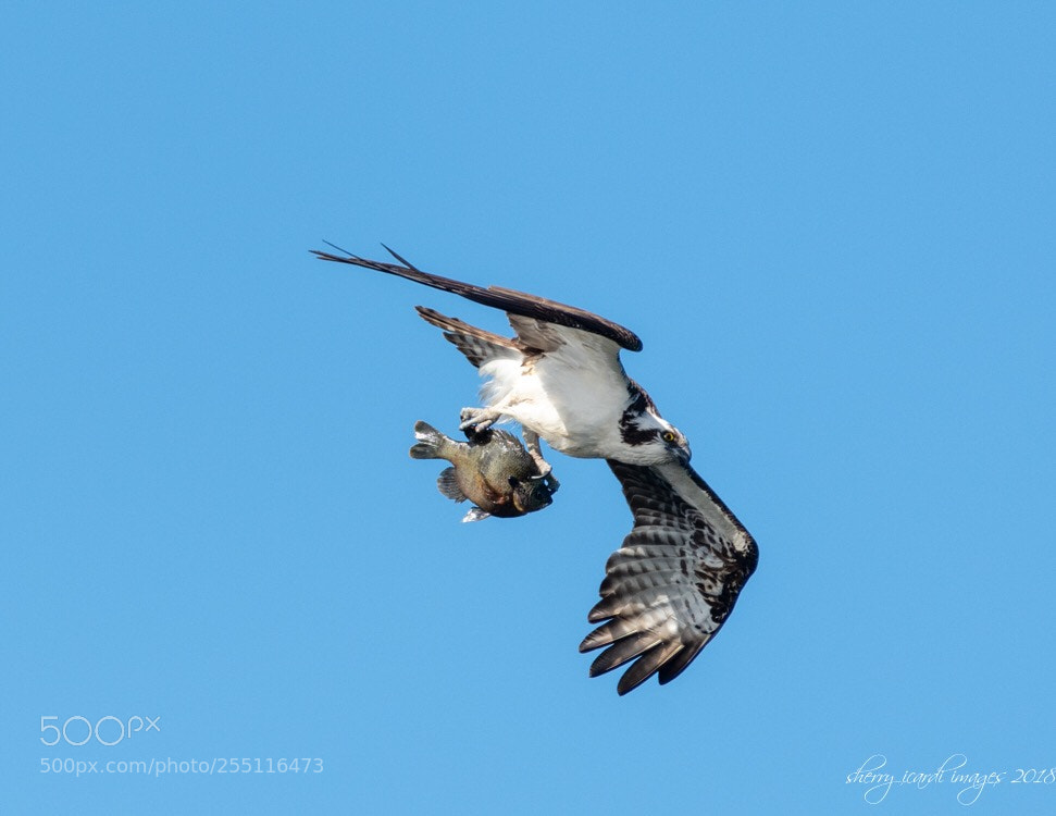 Nikon D850 sample photo. Osprey’s catch photography