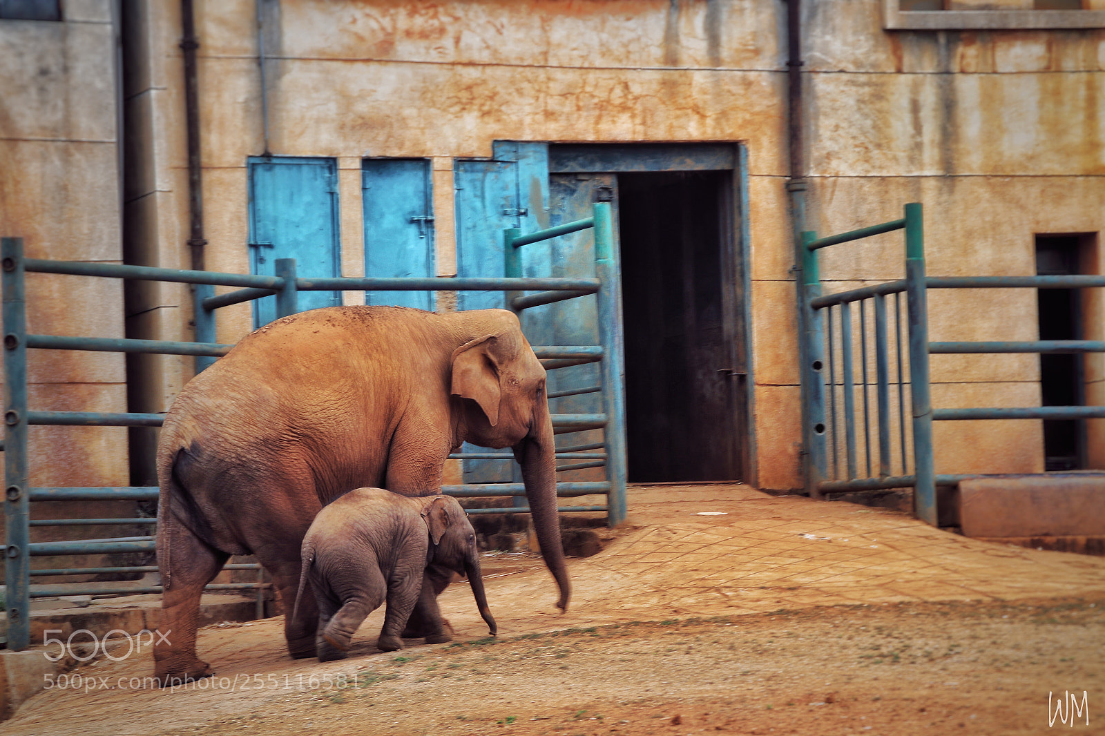 Canon EOS 70D sample photo. Elephant photography