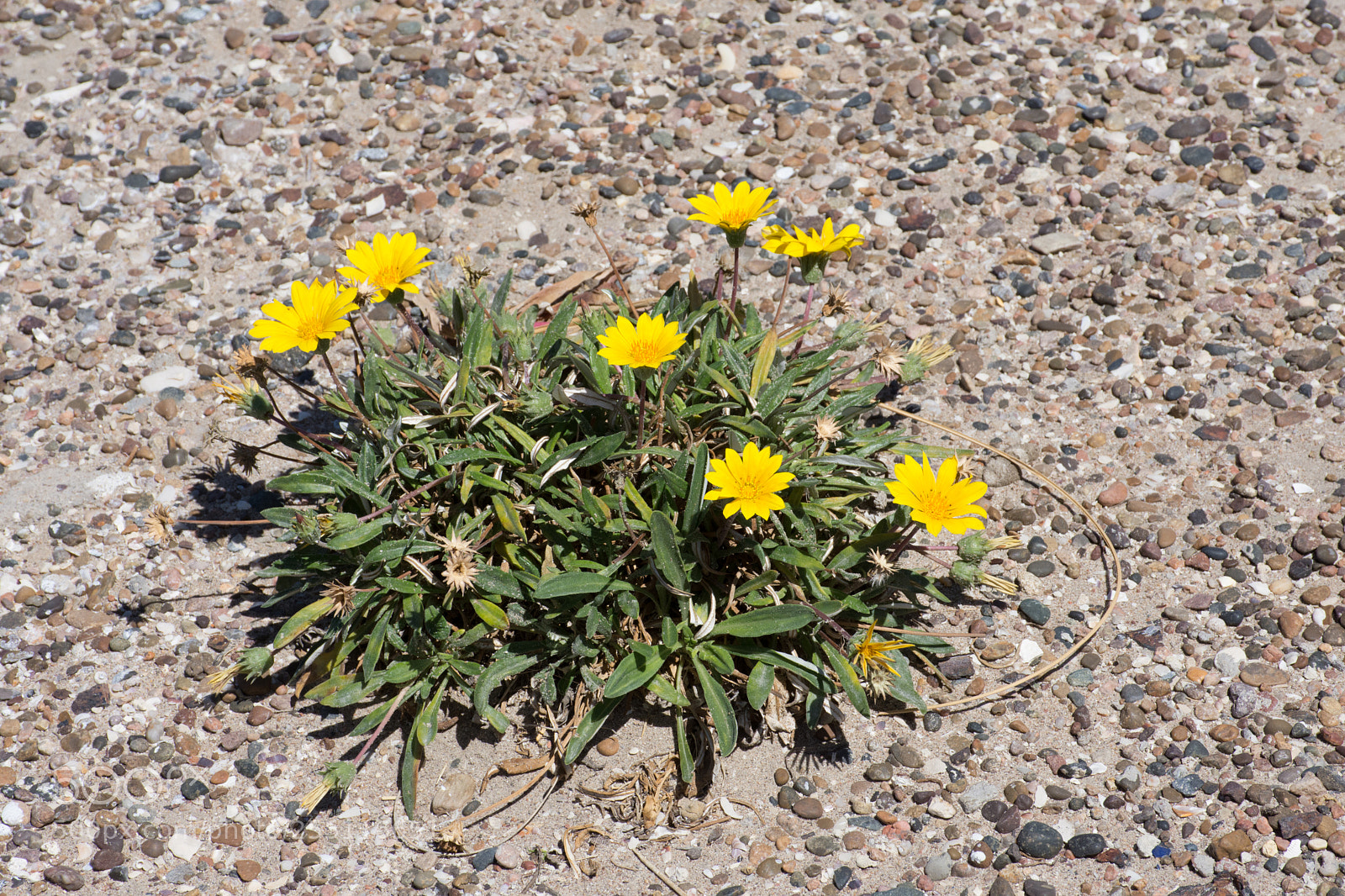 Nikon D7200 sample photo. Flores en las piedras photography