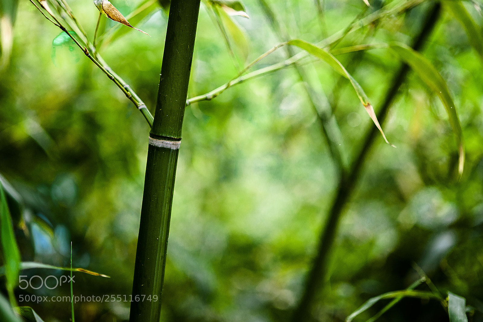 Nikon D800E sample photo. Untitled photography