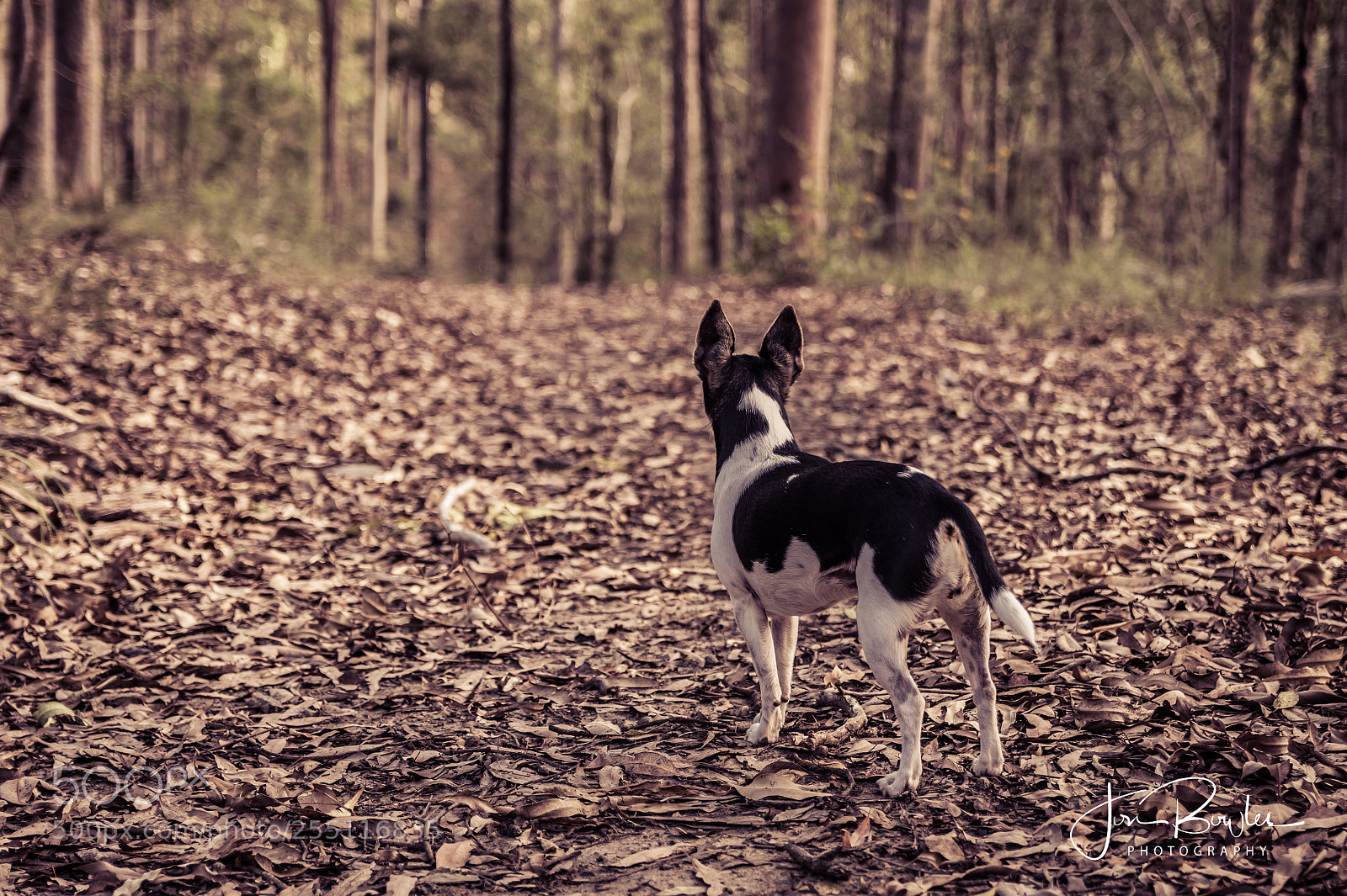 Nikon D850 sample photo. Wass that?! photography