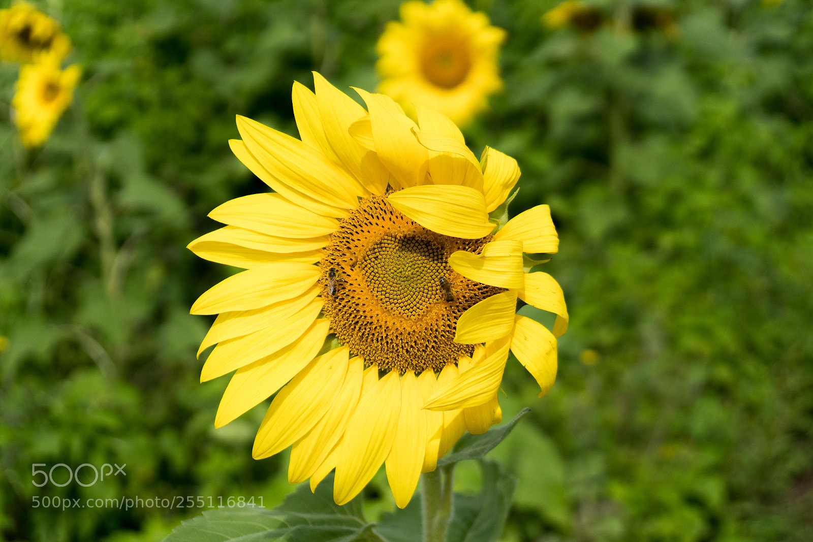 Sony a6500 sample photo. The bees are feasting photography