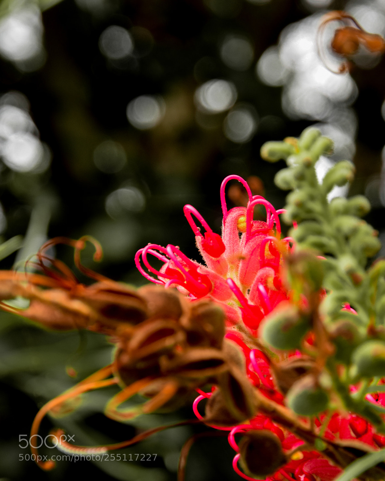 Nikon D5300 sample photo. A pink flower photography