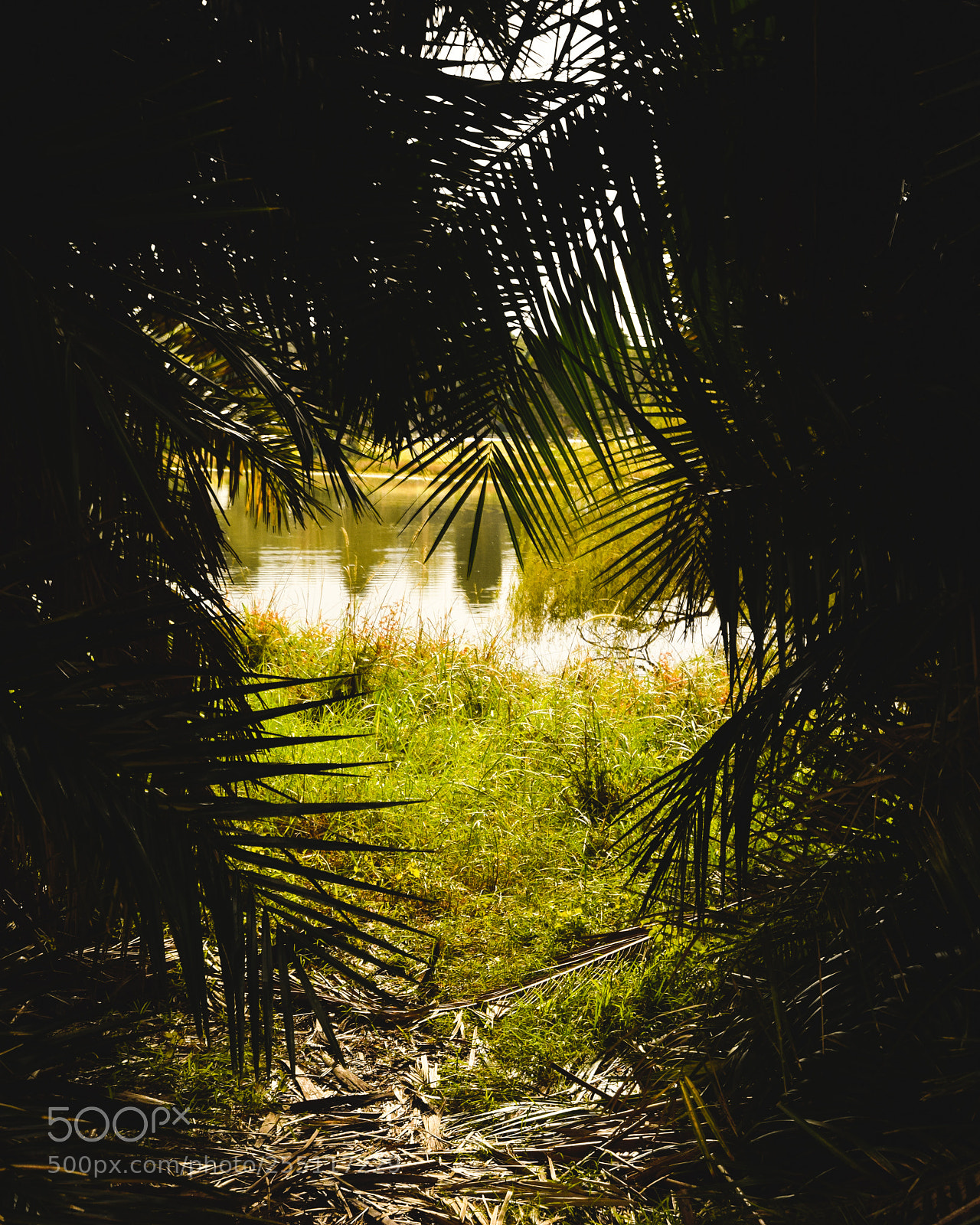 Nikon D5300 sample photo. Through the trees photography