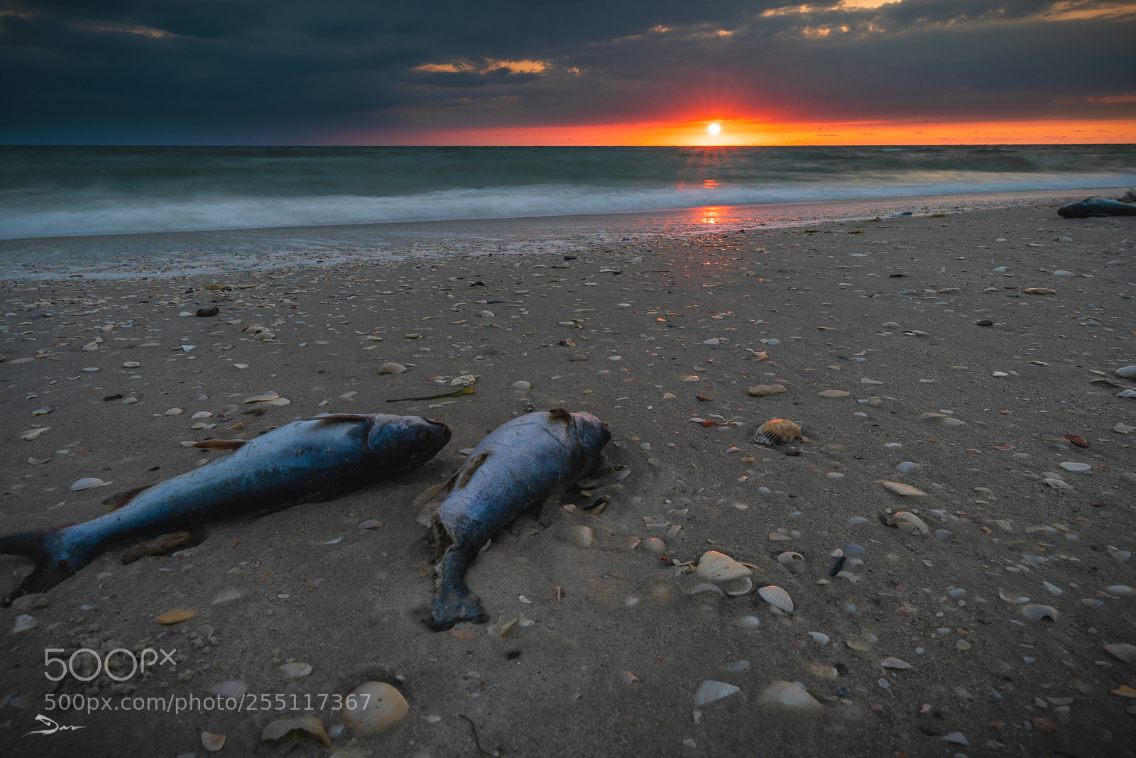 Sony a7R III sample photo. Watching the sunset photography