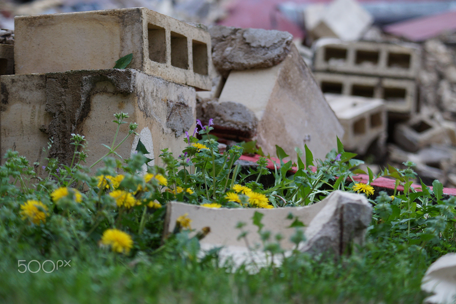 Sony DT 55-200mm F4-5.6 SAM sample photo. Flower growth photography