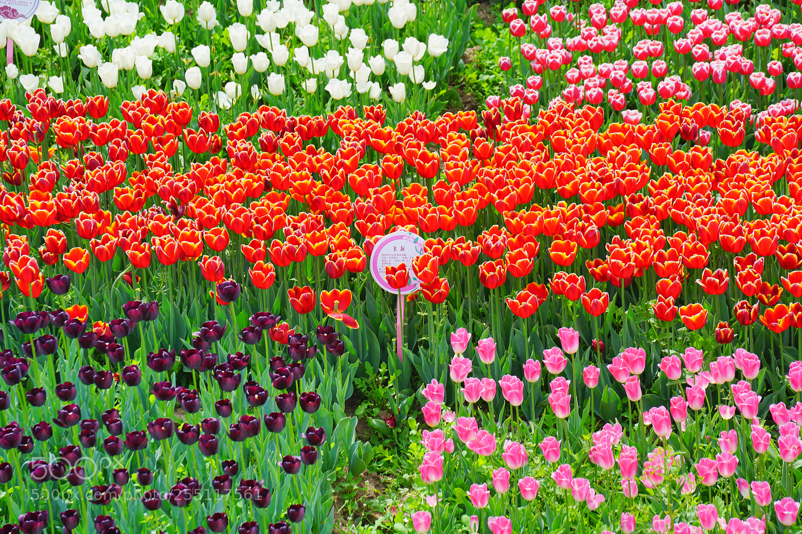 Sony a7R II sample photo. Dsc photography
