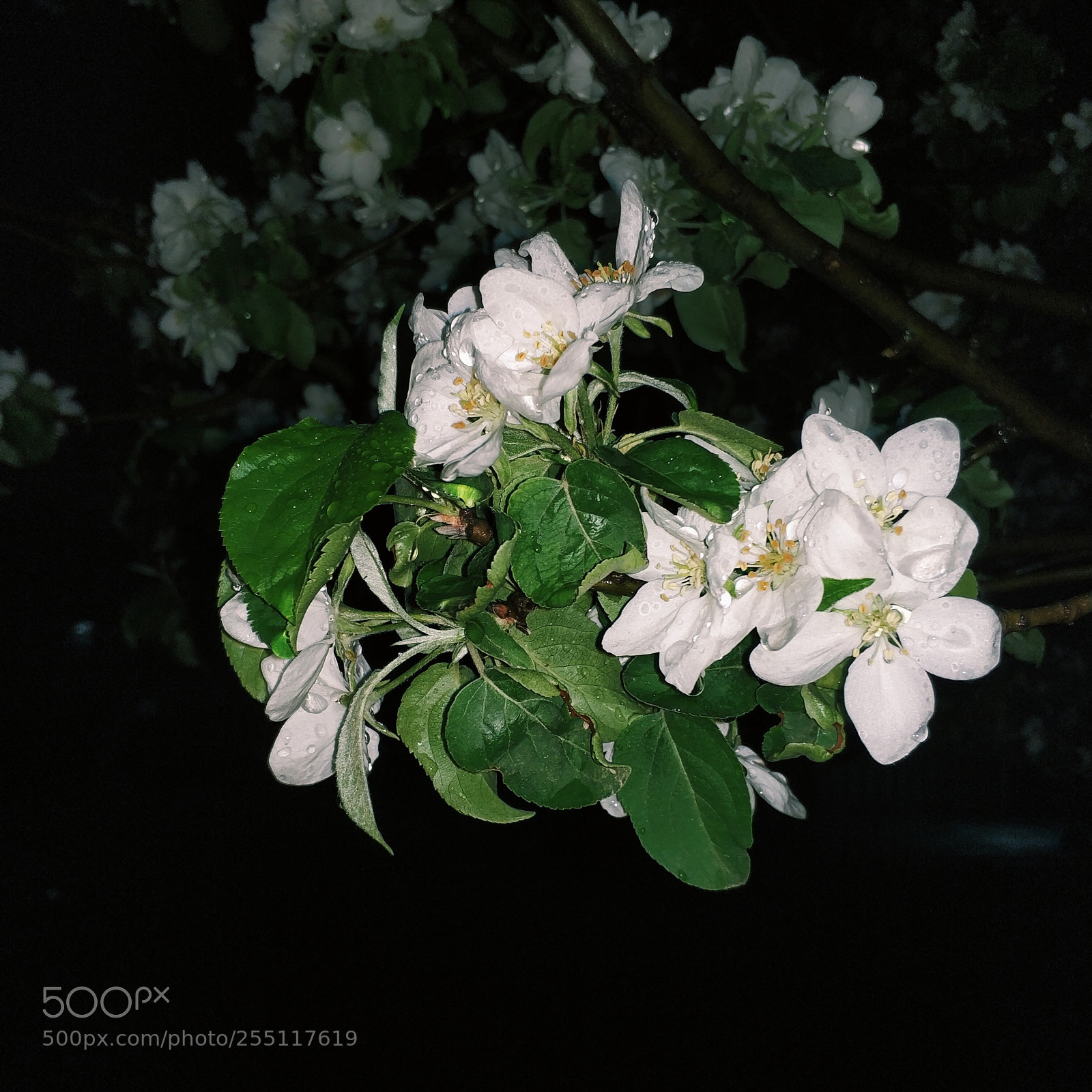 Xiaomi MI6 sample photo. Pear flower photography