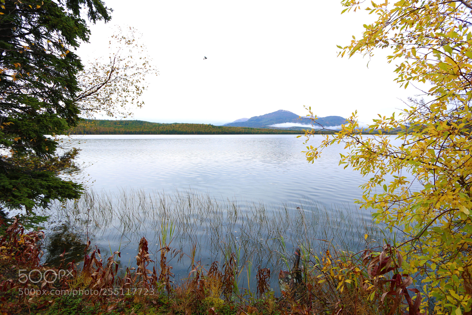 Canon EOS 70D sample photo. Img photography