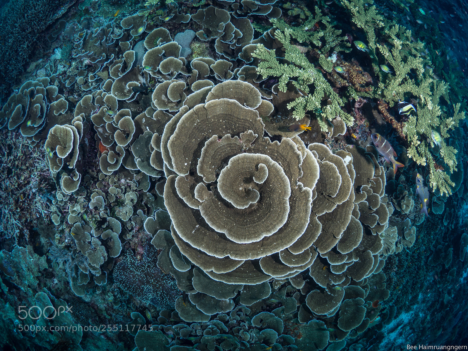 Olympus OM-D E-M10 sample photo. All the hard corals photography