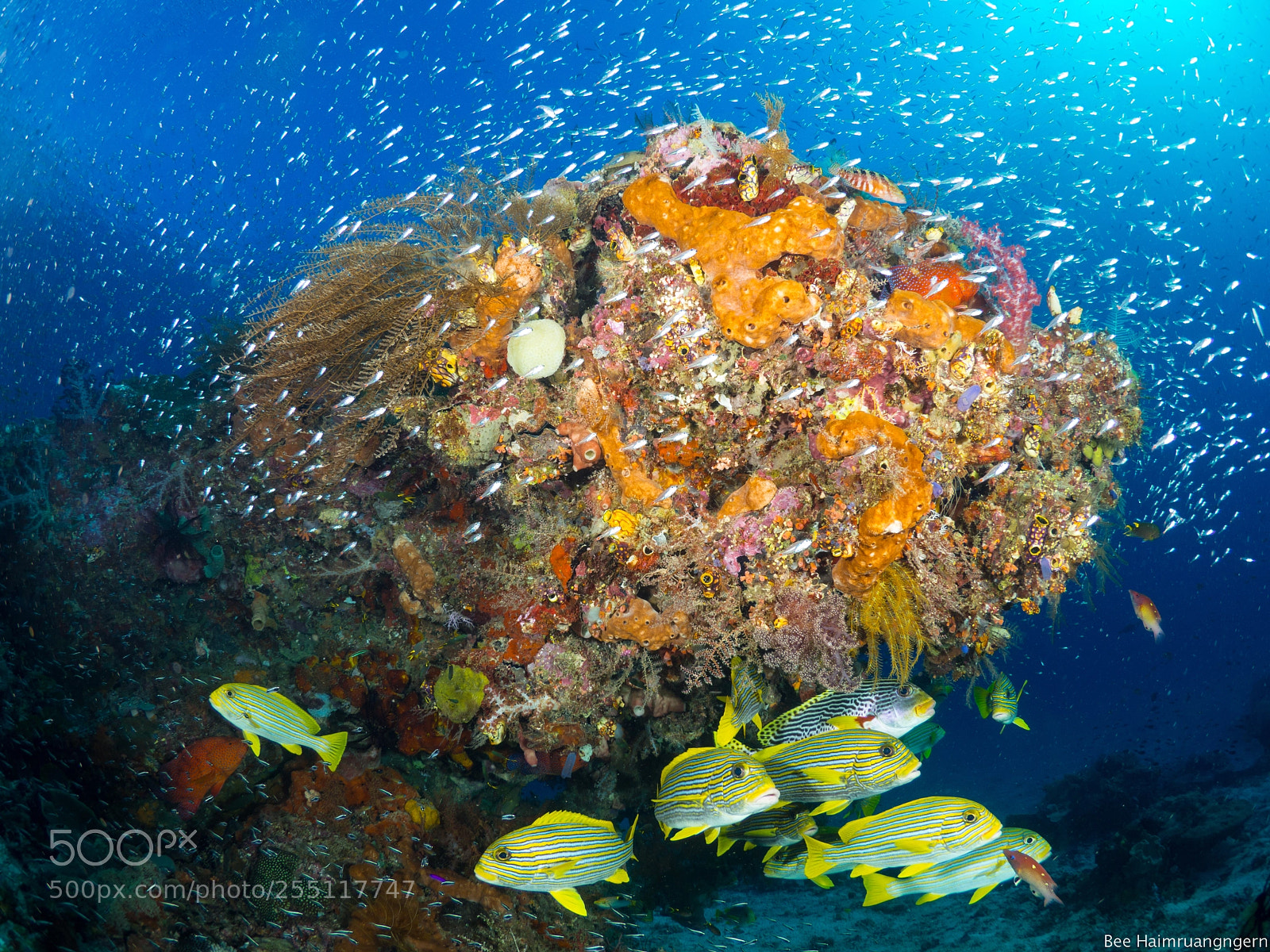 Olympus OM-D E-M10 sample photo. Colorful reef and sweetlip photography