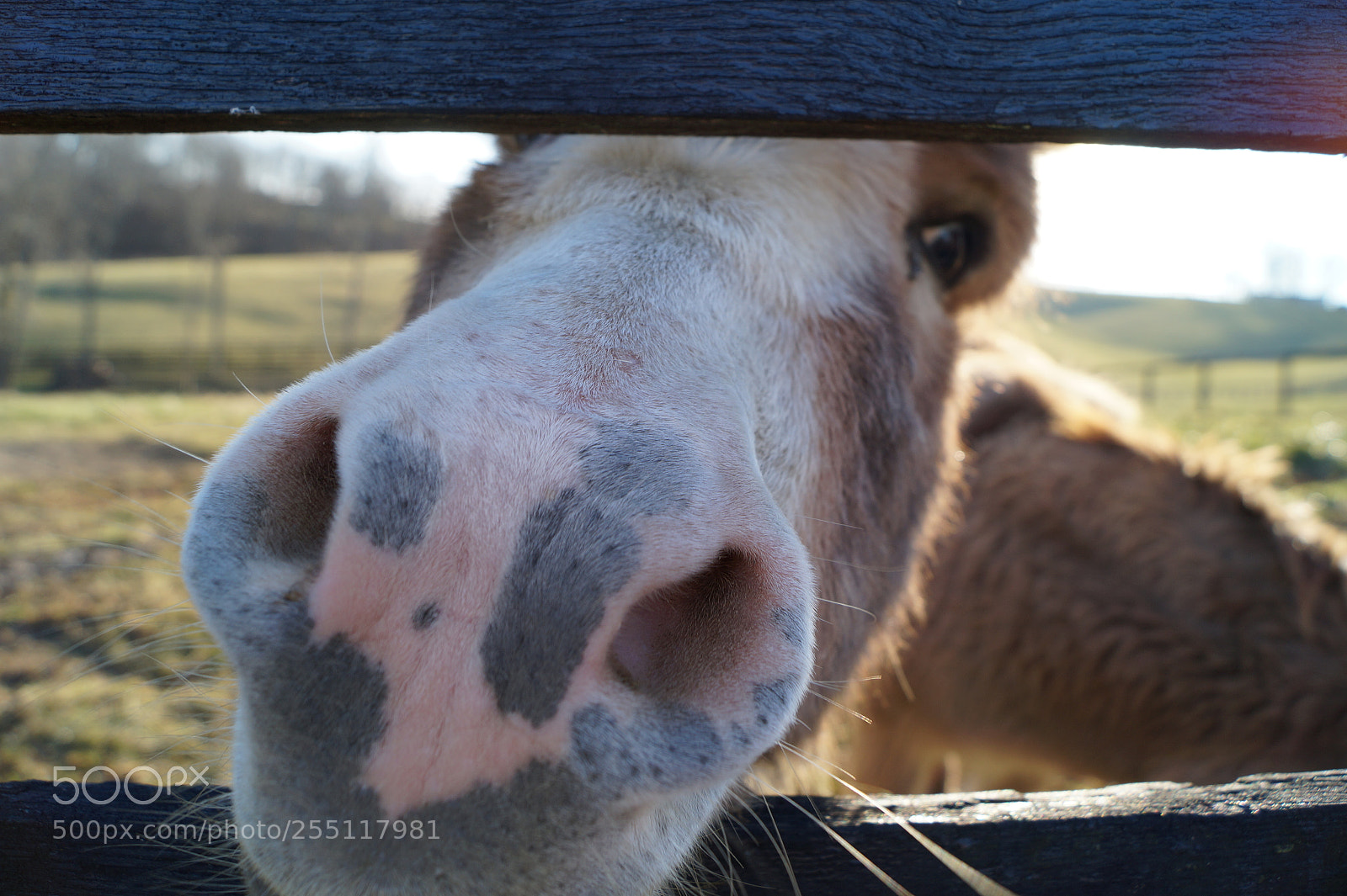 Sony SLT-A58 sample photo. Horse photography