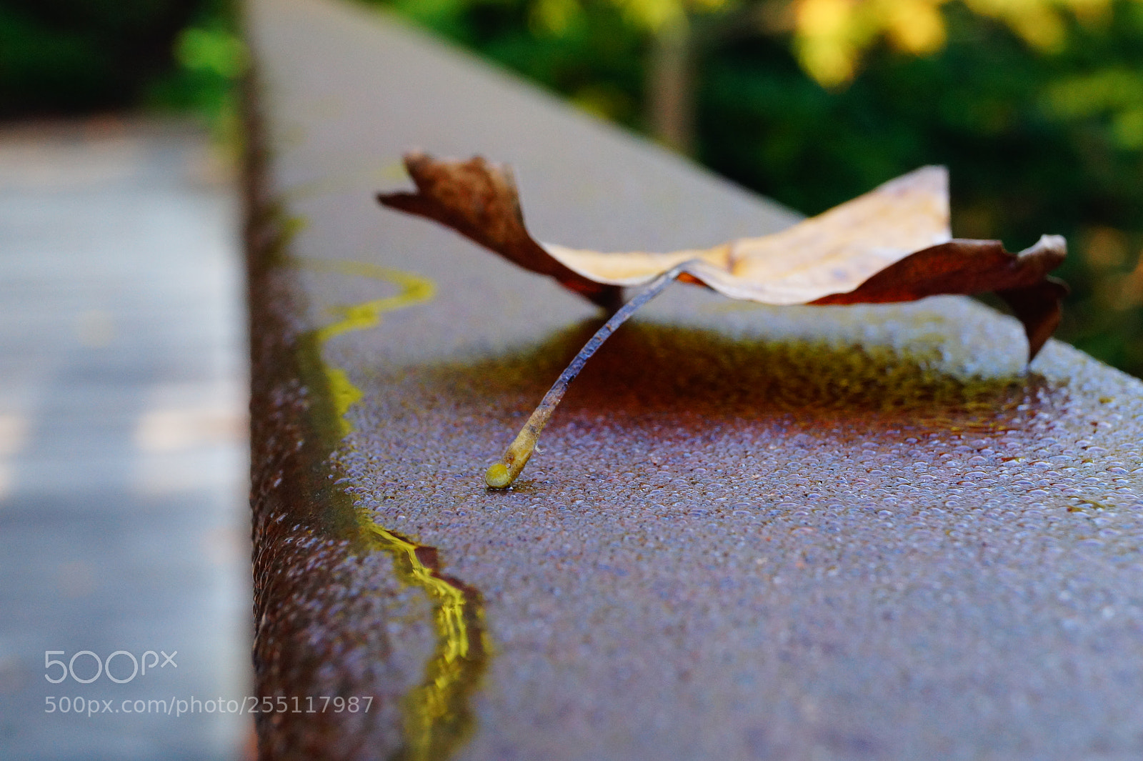 Sony SLT-A58 sample photo. Fall leaves photography