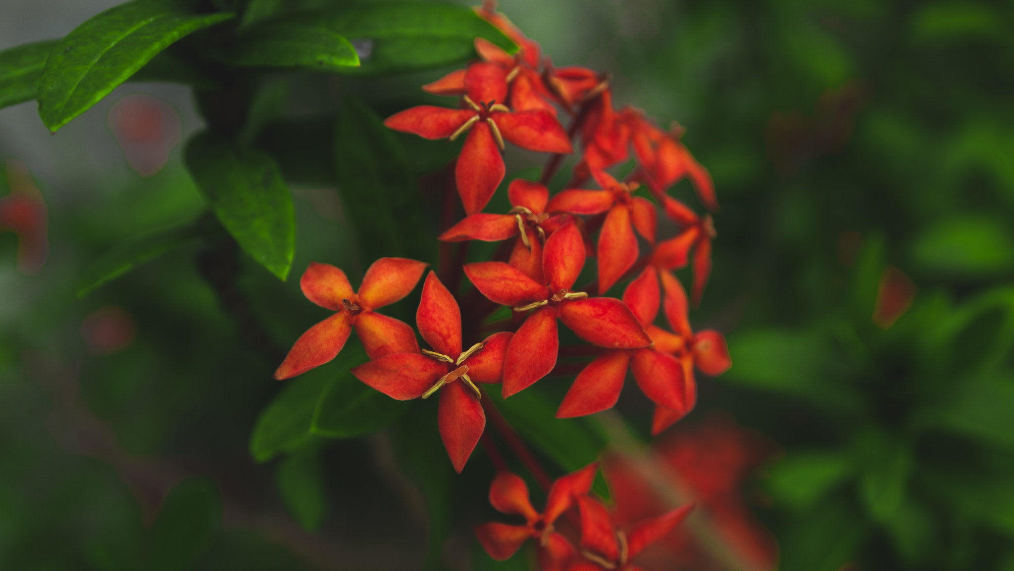 Olympus PEN E-P1 sample photo. Red flowers photography