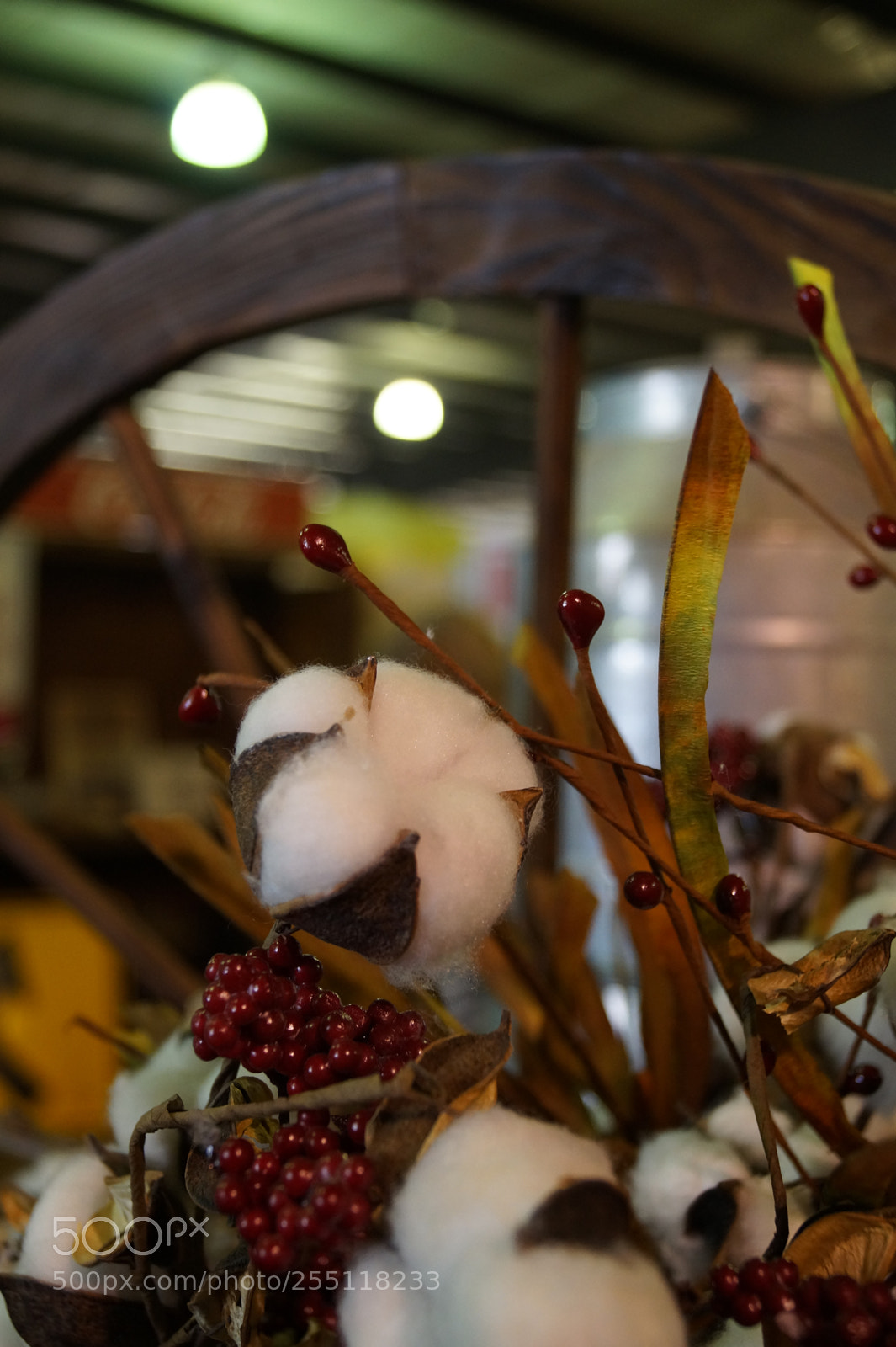 Sony SLT-A58 sample photo. Cotton photography