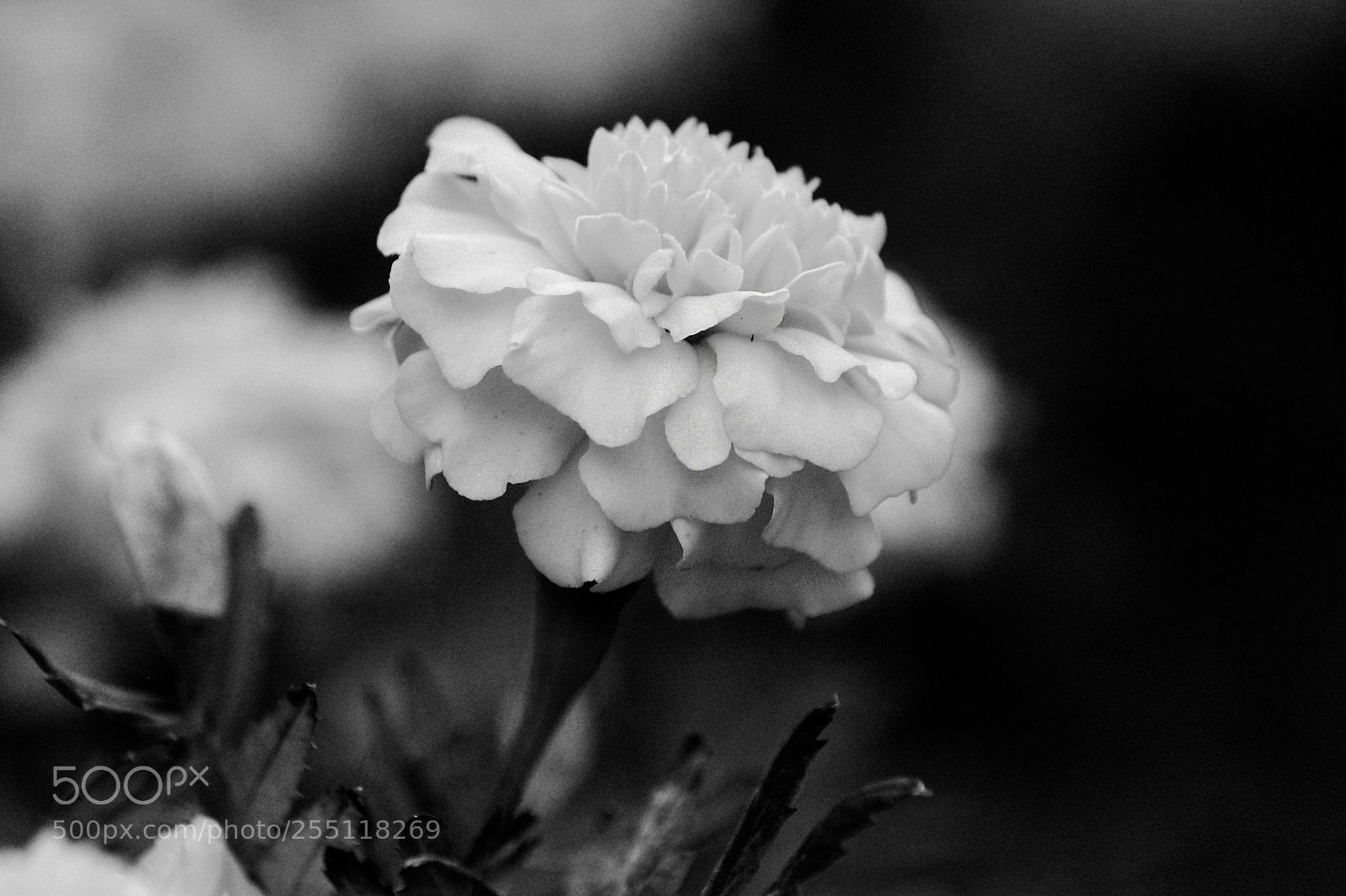 Sony SLT-A58 sample photo. Bw flower photography