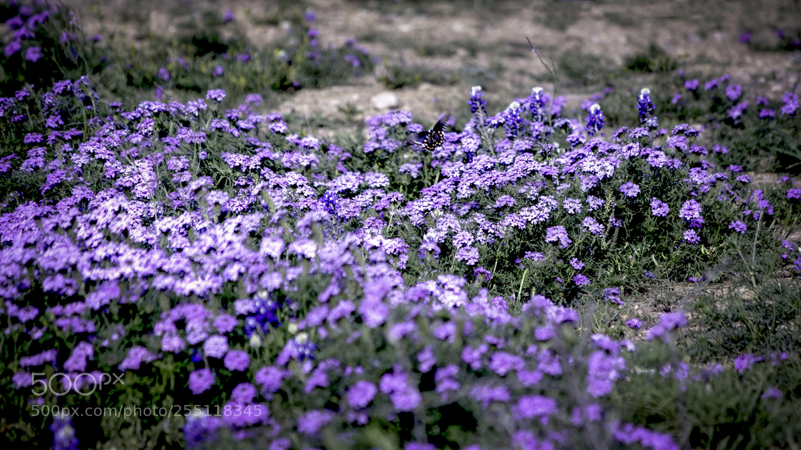 Canon EOS 650D (EOS Rebel T4i / EOS Kiss X6i) sample photo. Butterfly photography