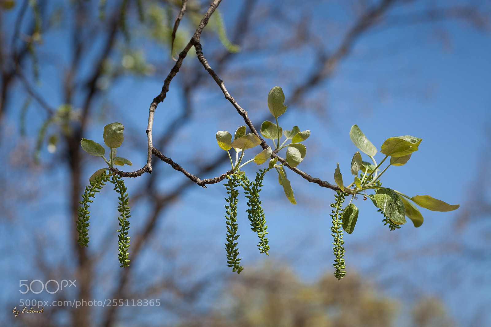 Canon EOS 5D Mark II sample photo. Spring  photography