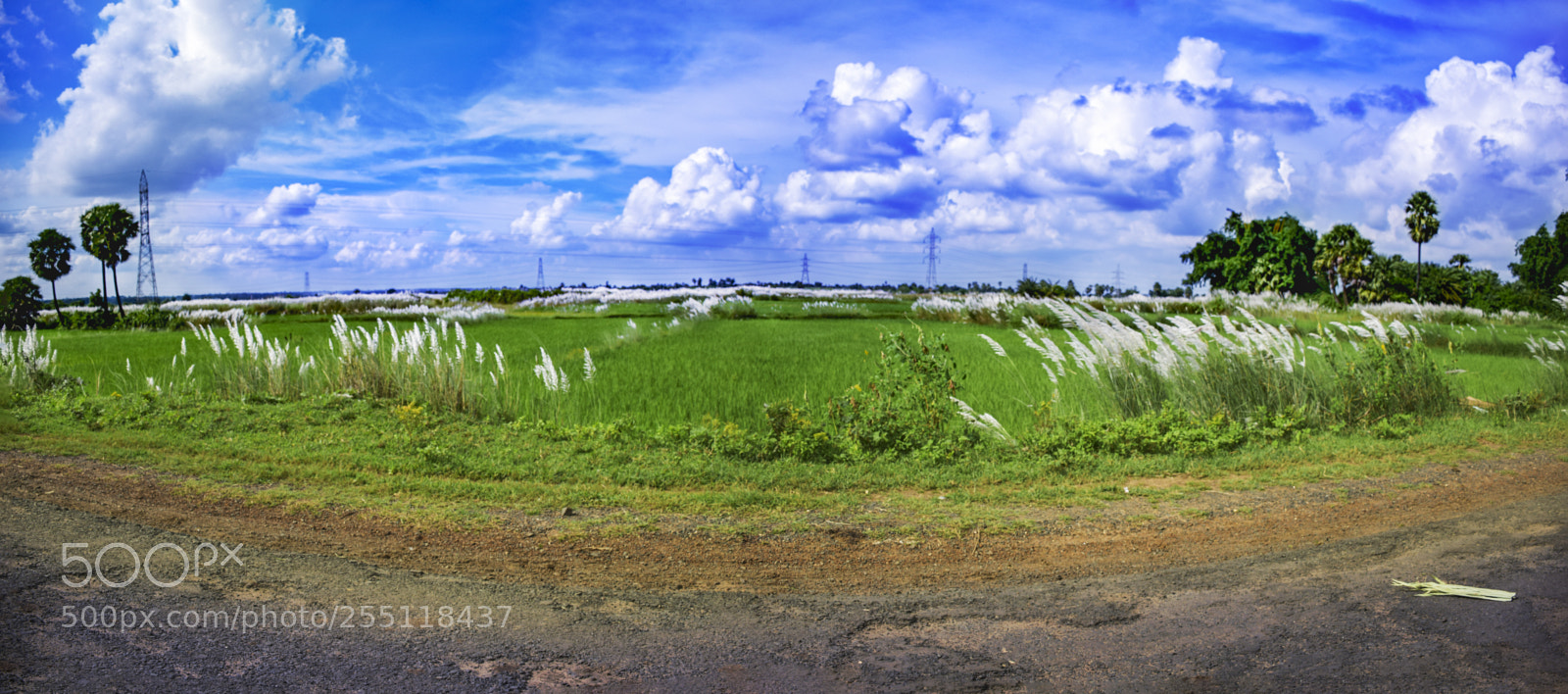 Nikon D5300 sample photo. Landscape scene of wetland,marsh,stream photography