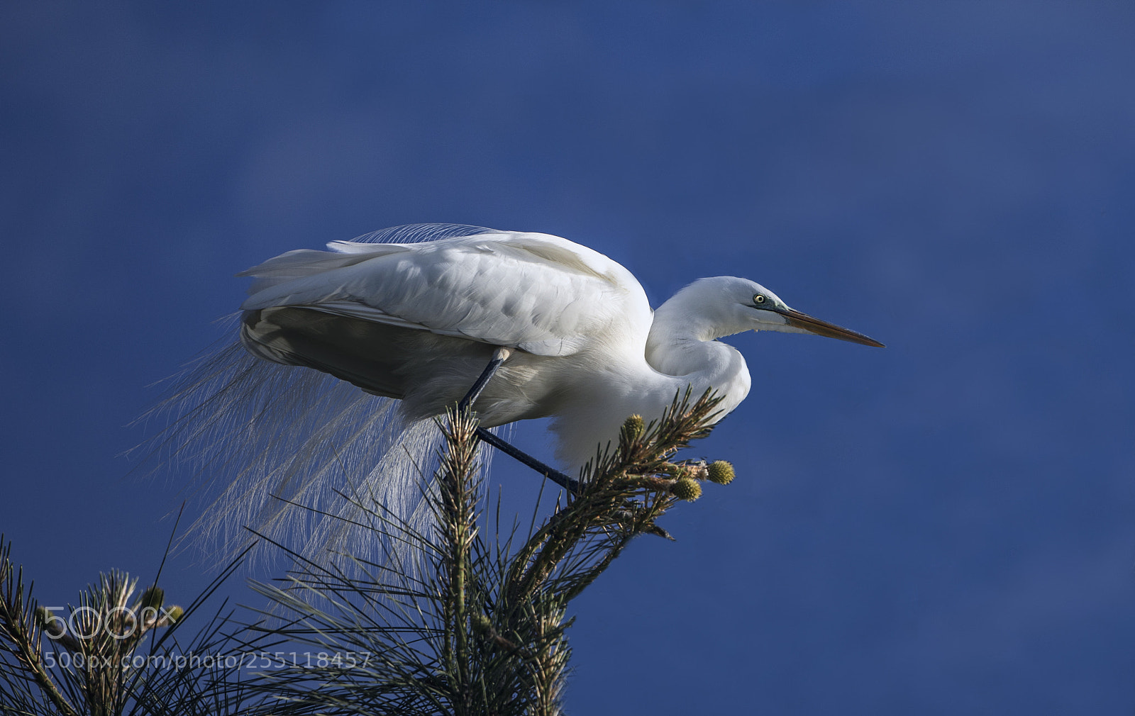 Canon EOS 5D Mark IV sample photo. Great white egret photography