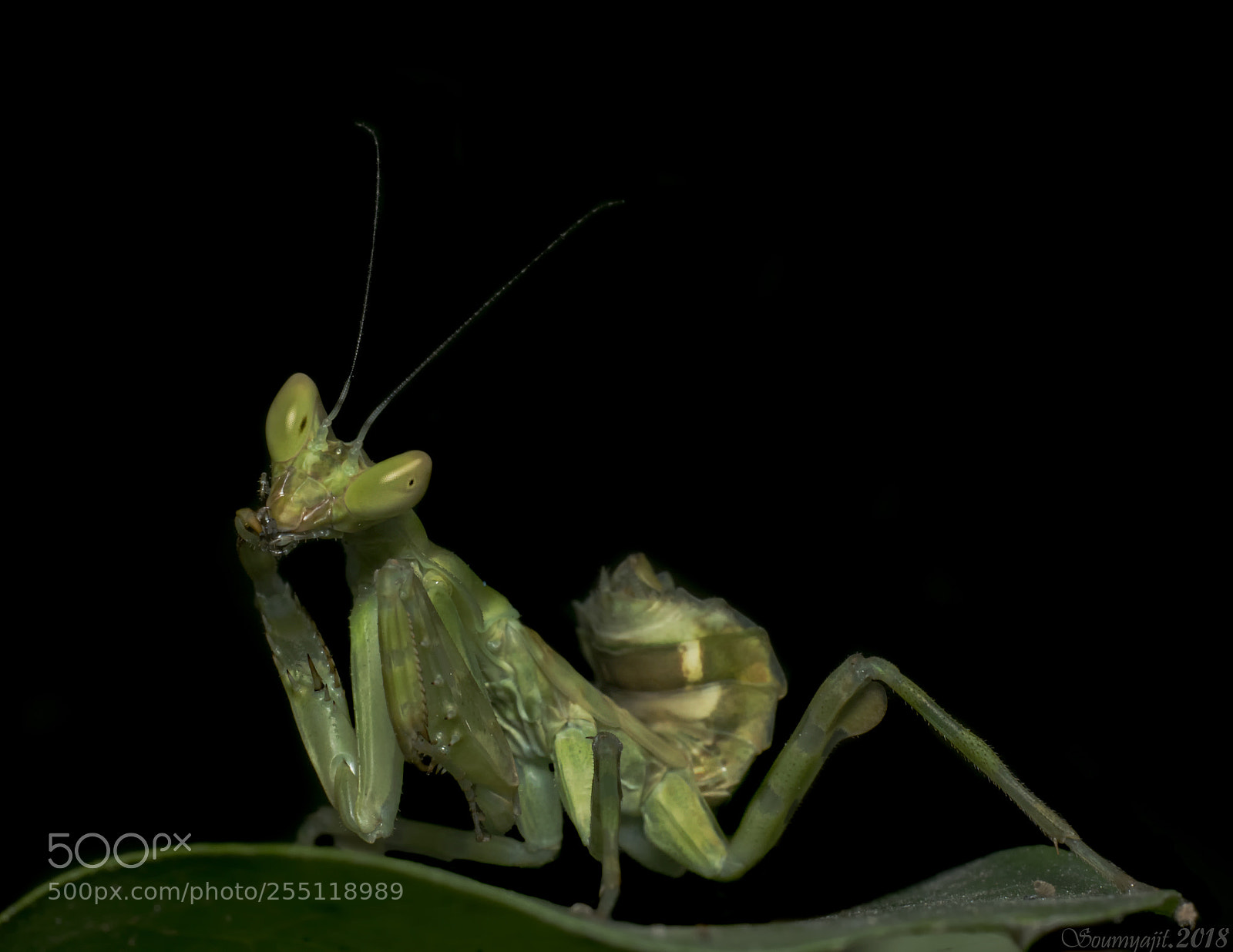 Nikon D3300 sample photo. Posing for the camera photography