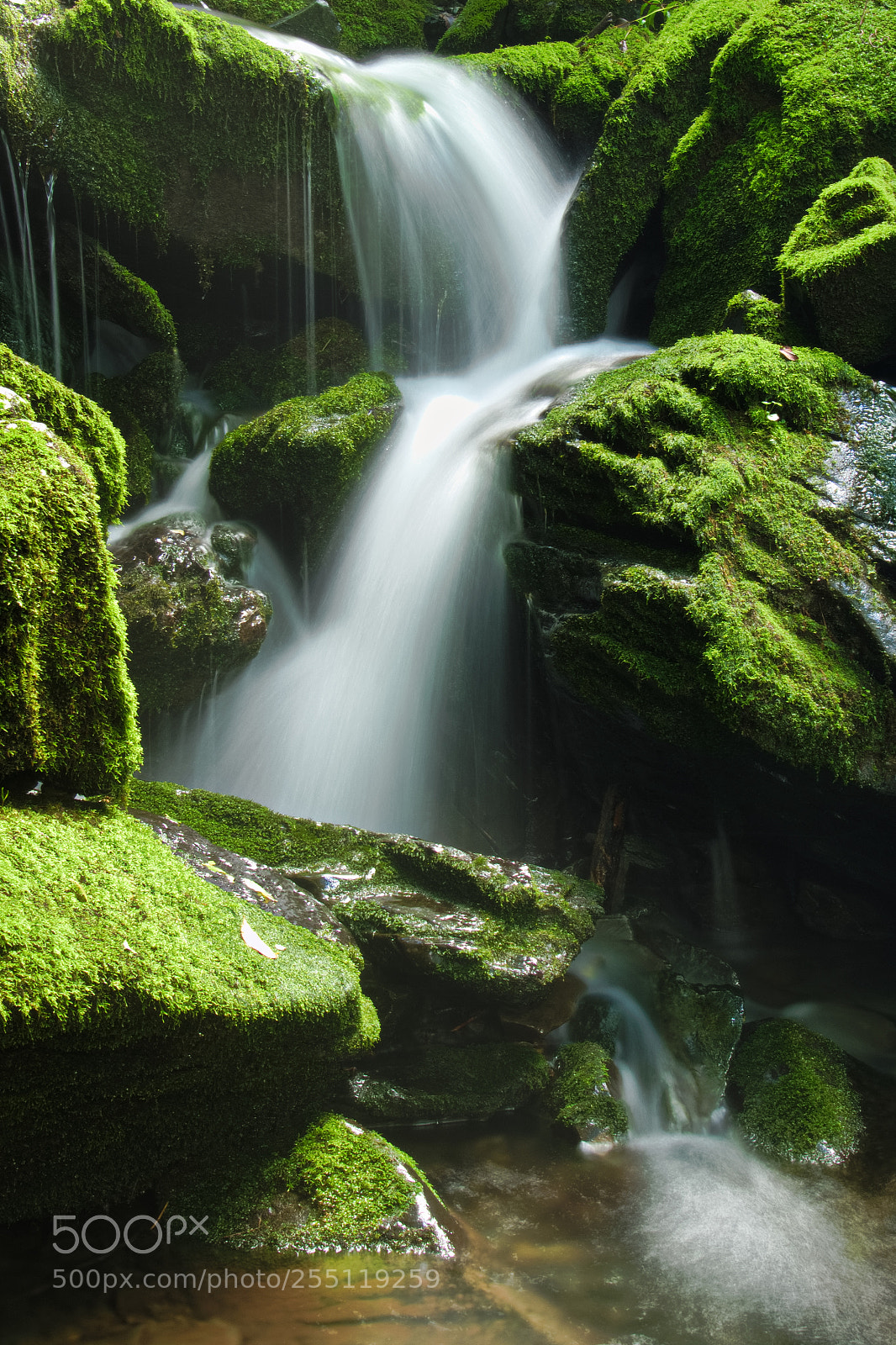 Nikon D5500 sample photo. In the moss valley photography