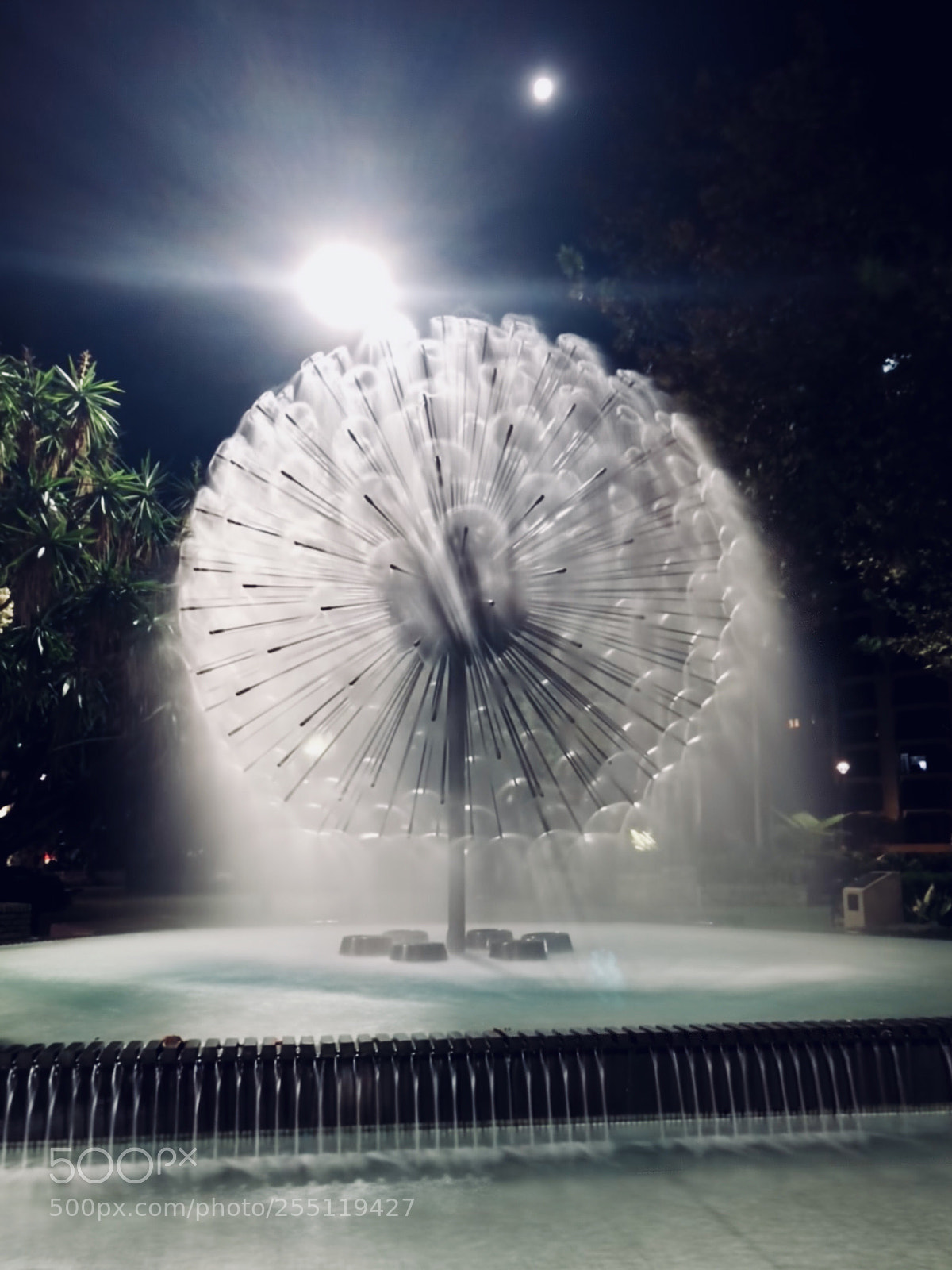 Apple iPhone X sample photo. Looks like dandelions photography