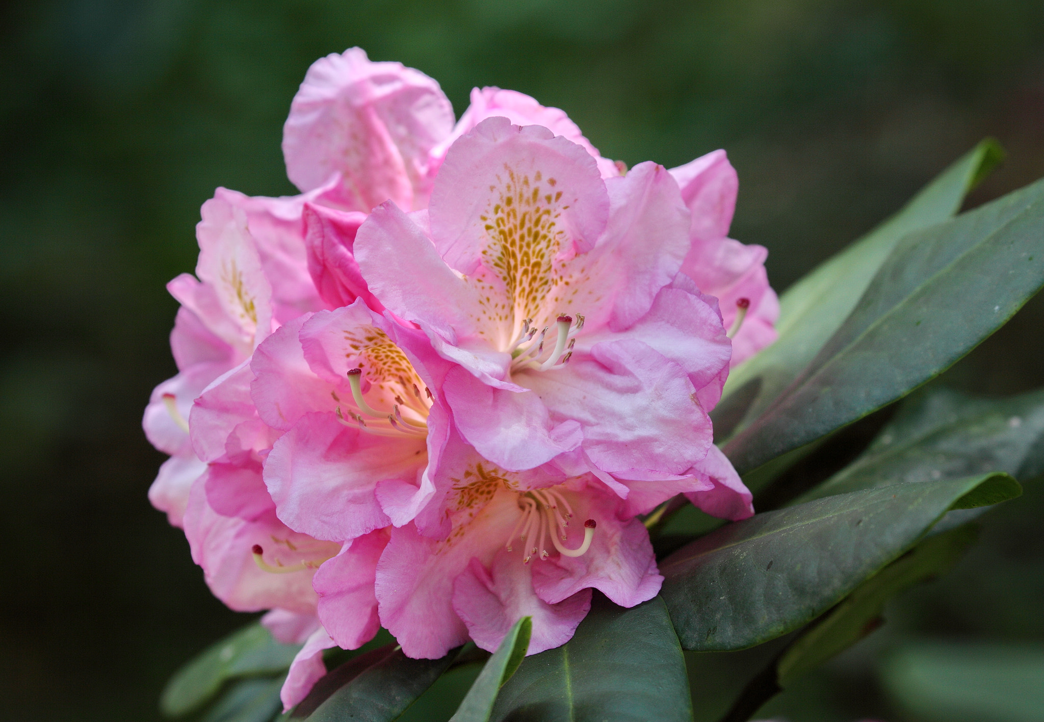 Canon EOS 5D Mark II sample photo