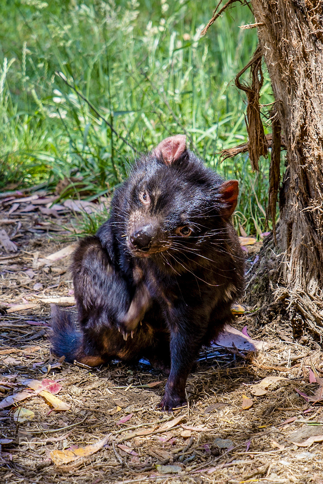 Nikon D610 sample photo. Tasmanian devil photography