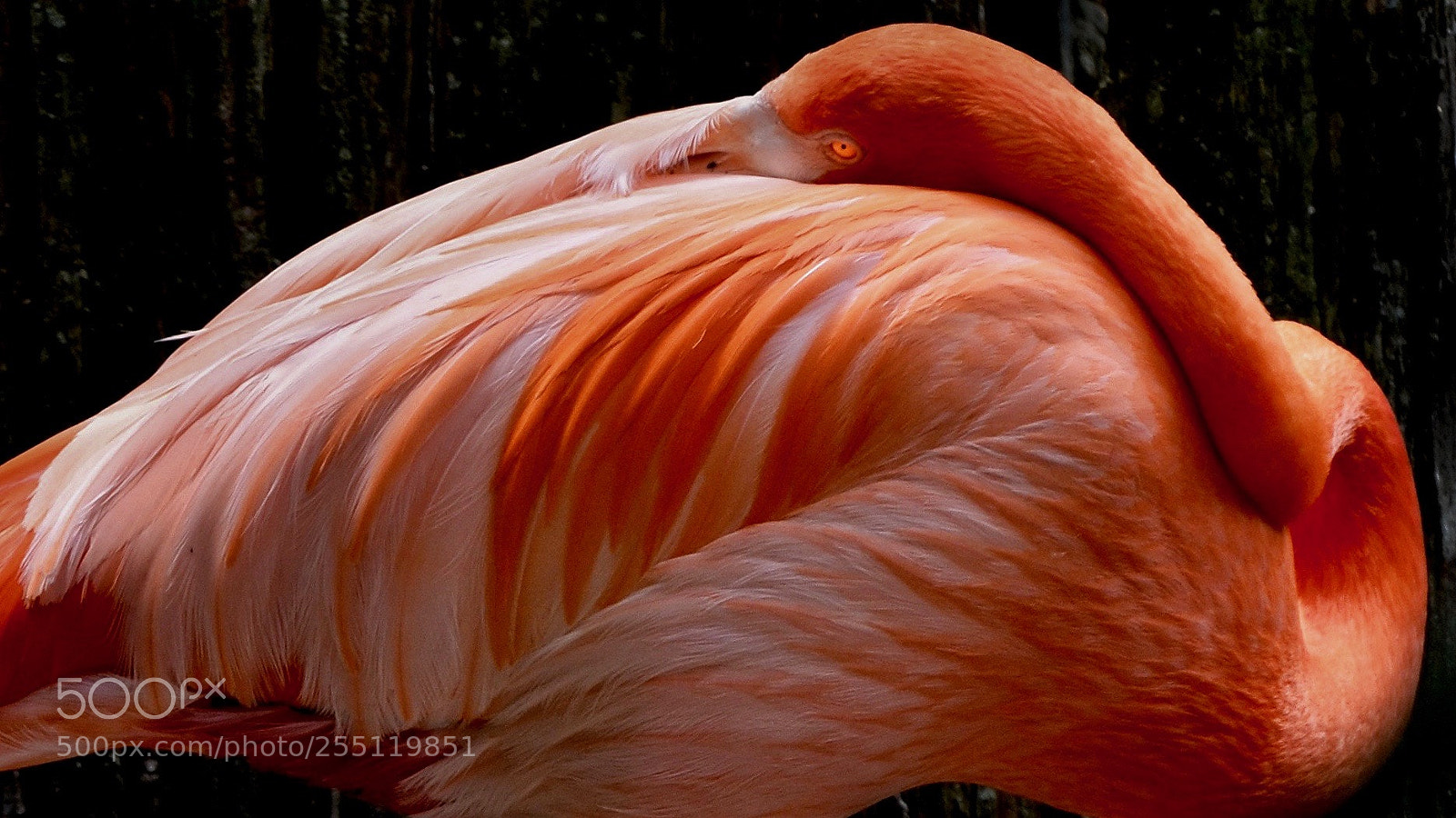 Nikon D7000 sample photo. Flamingo photography