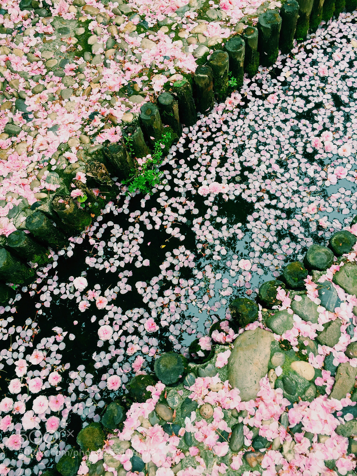 Apple iPhone 6 Plus sample photo. Fallen sakura photography