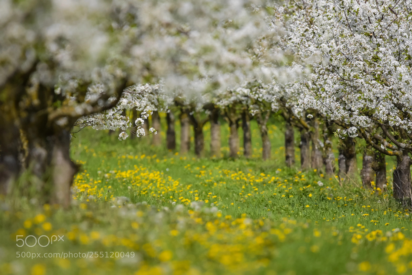 Nikon D7200 sample photo. 'in the apple orchard' photography