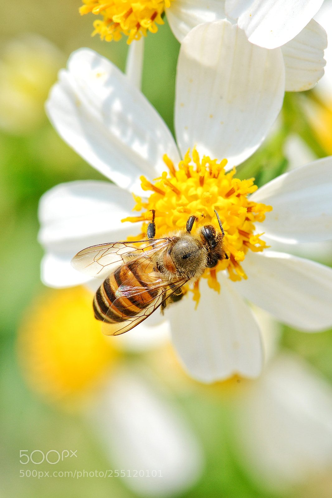 Nikon D600 sample photo. Little bee on flower photography