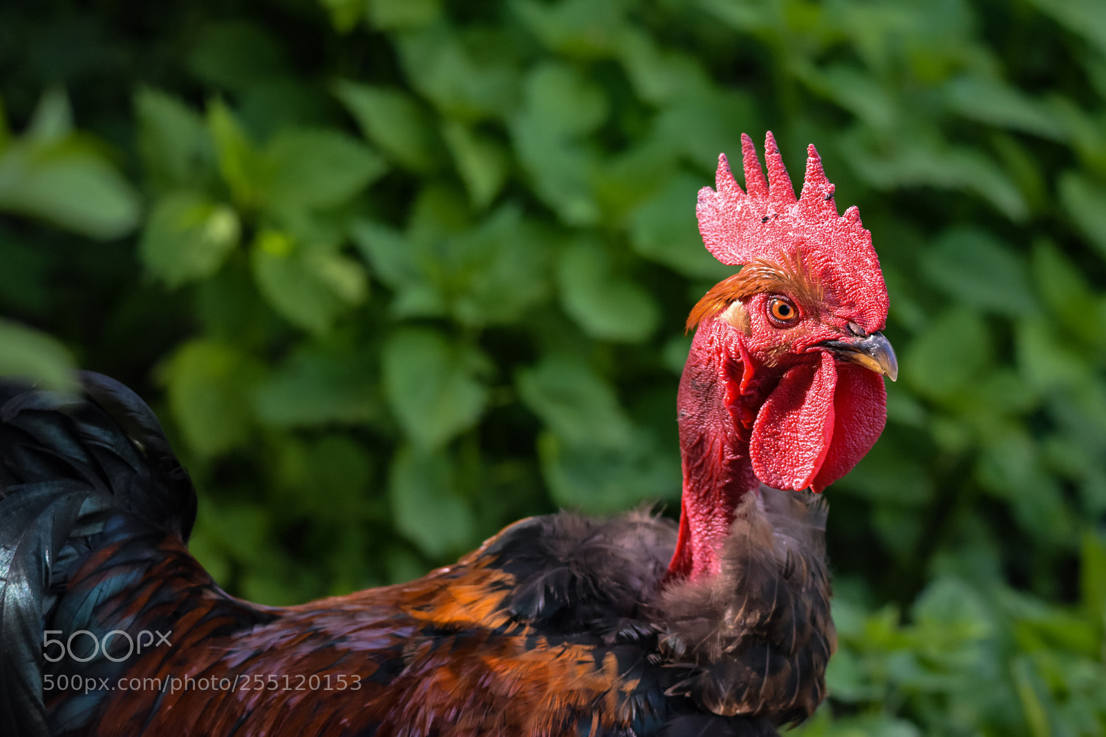 Nikon D7200 sample photo. 'red rooster' photography