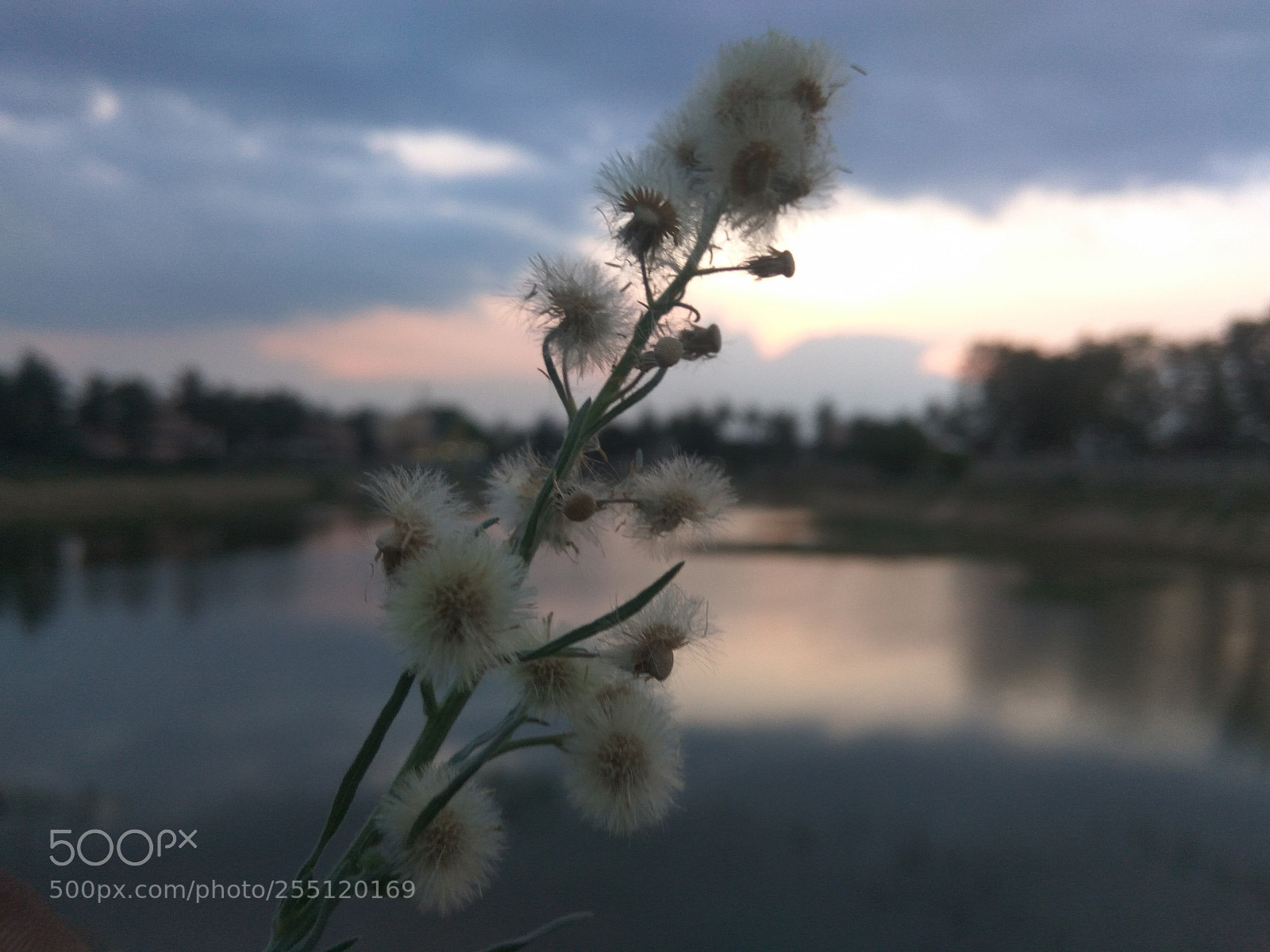 Xiaomi Redmi Note3 sample photo. Img_20180416_182839.jpg photography