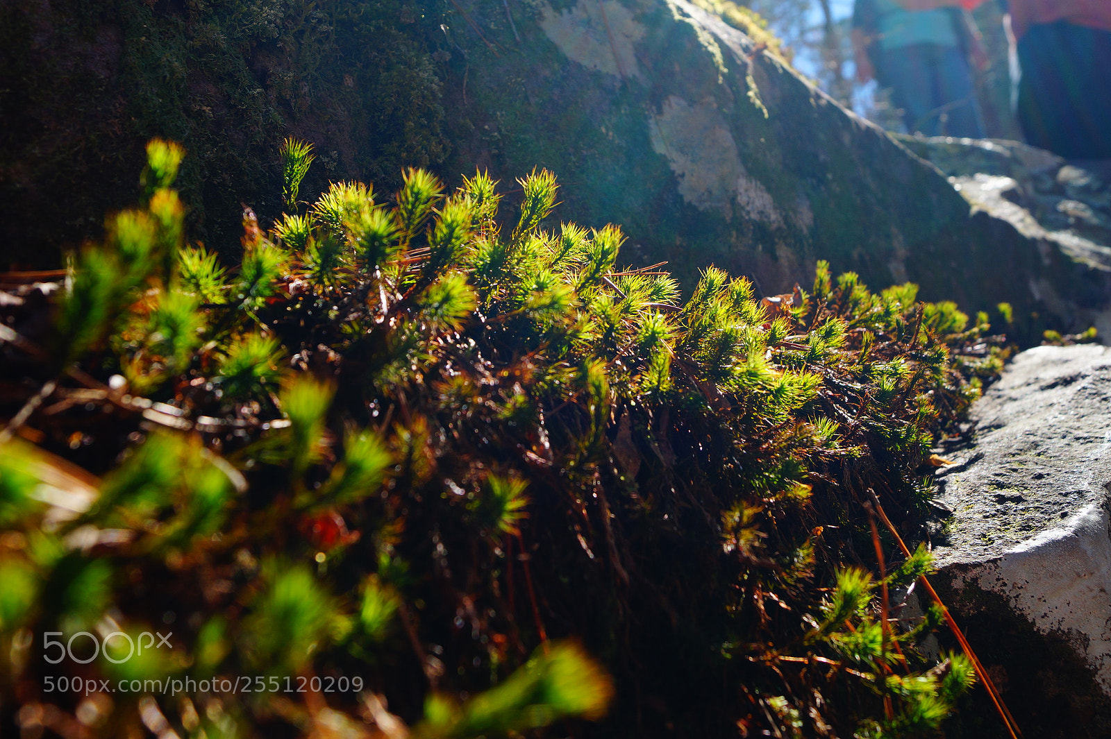 Sony SLT-A58 sample photo. Plants photography