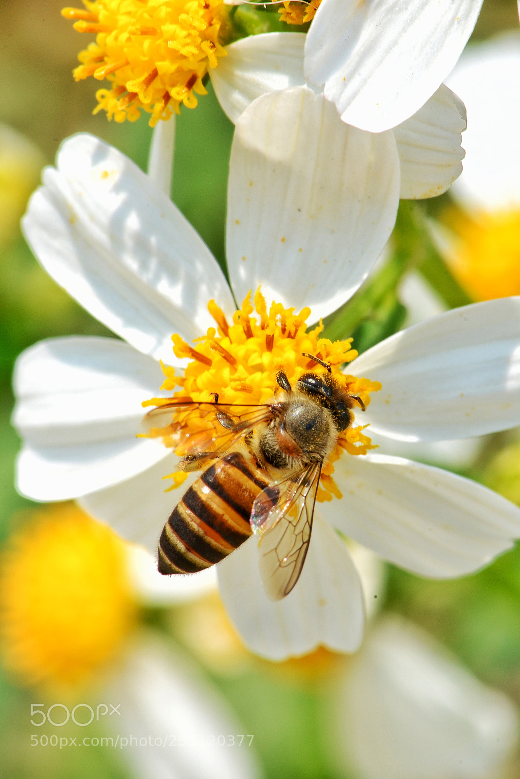 Nikon D600 sample photo. Small bee on white photography
