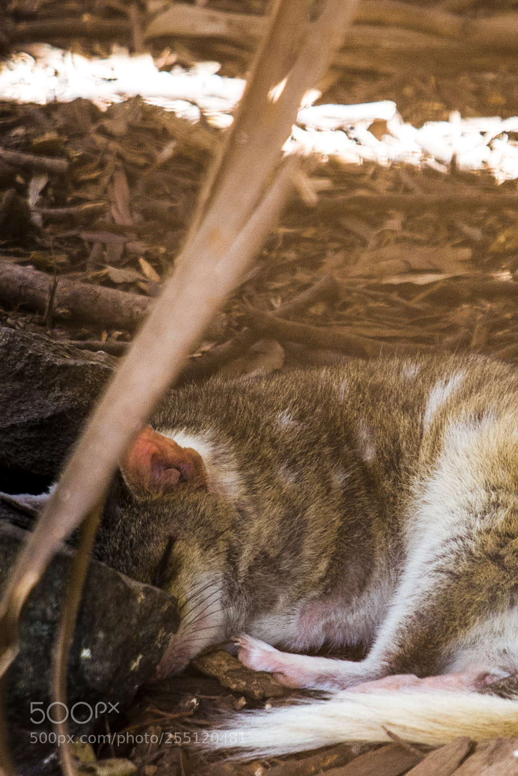 Nikon D610 sample photo. Eastern quoll photography