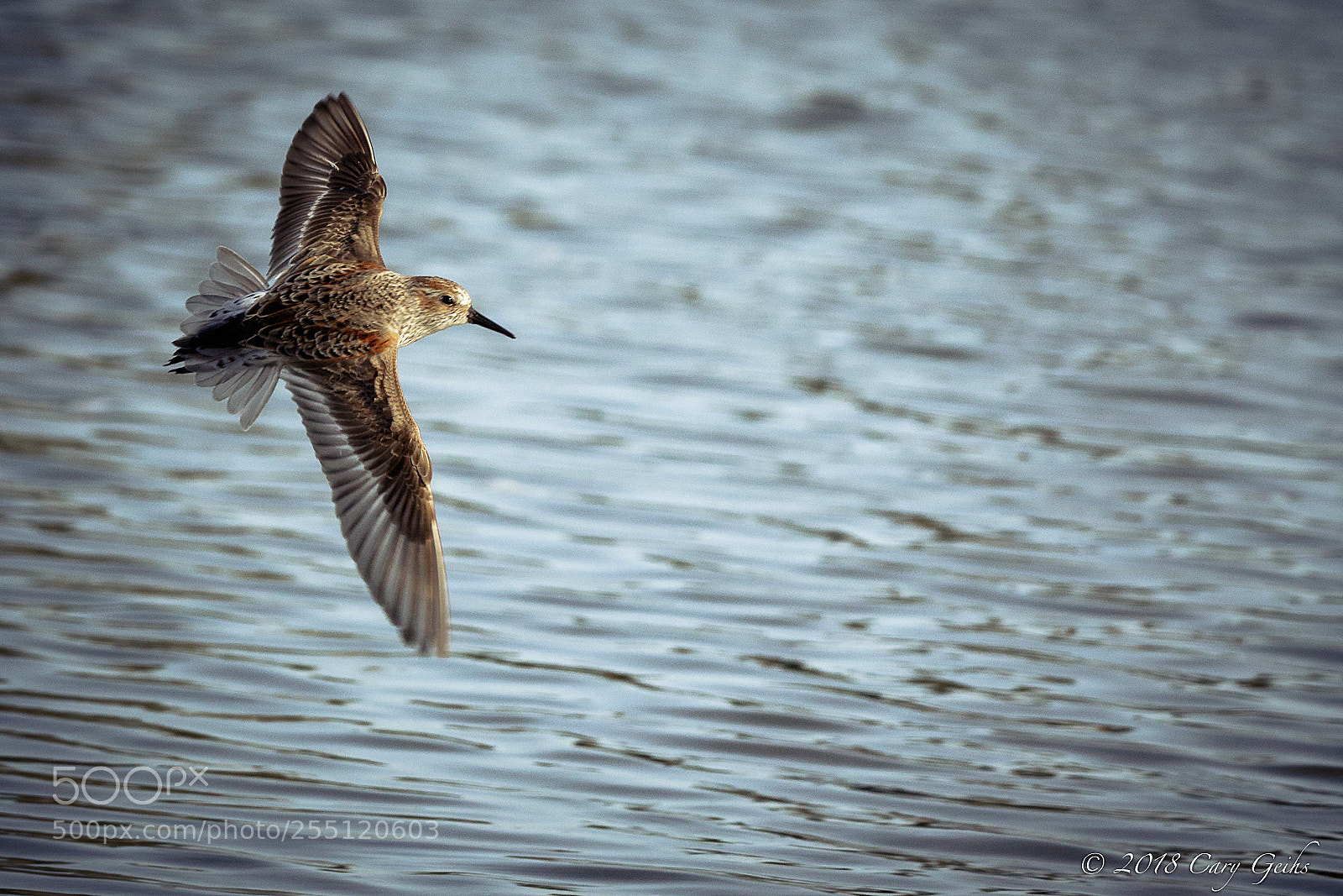 Canon EOS 7D Mark II sample photo. Sanderling in-flight photography