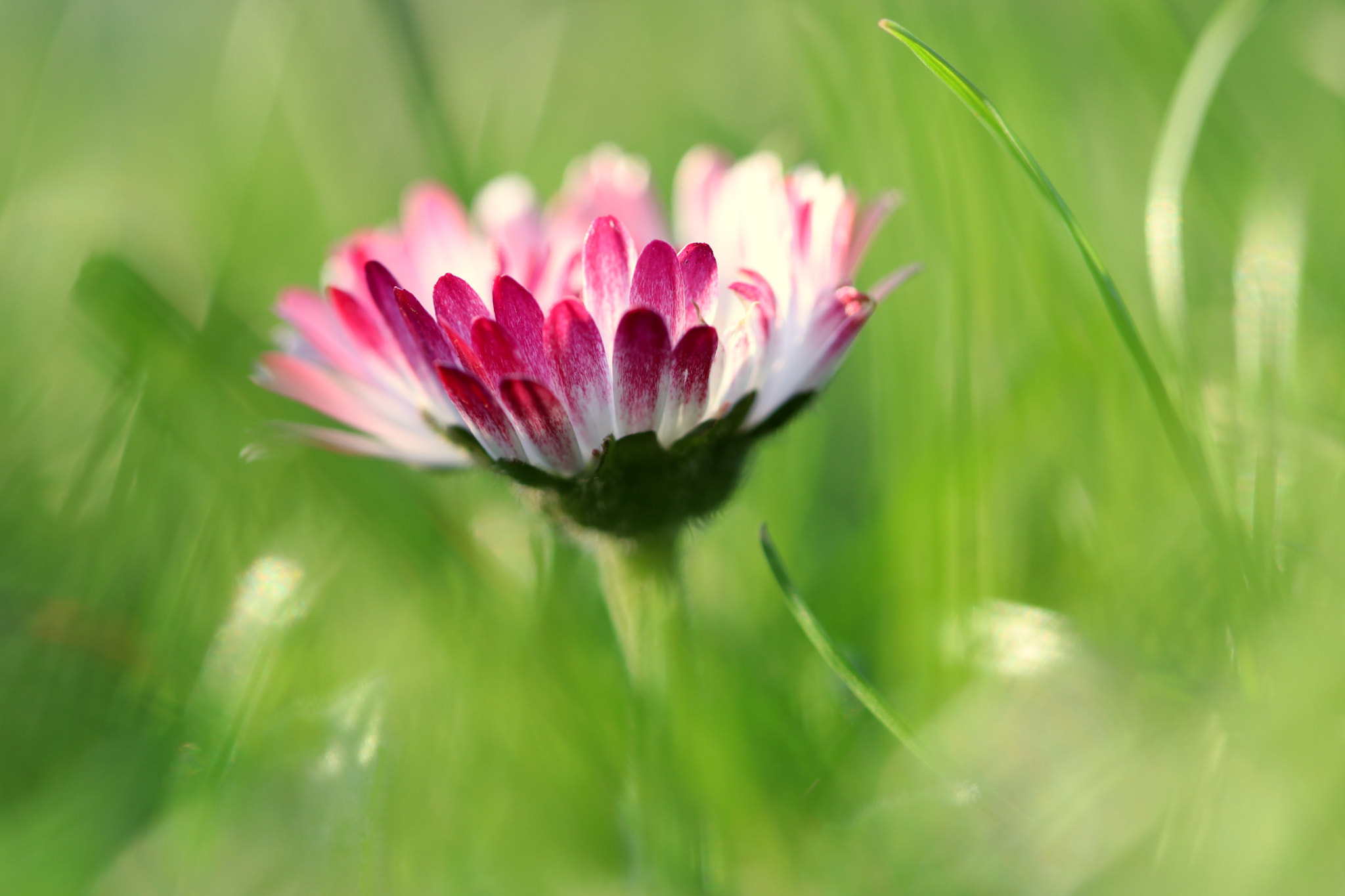 Canon EF 100mm F2.8 Macro USM sample photo