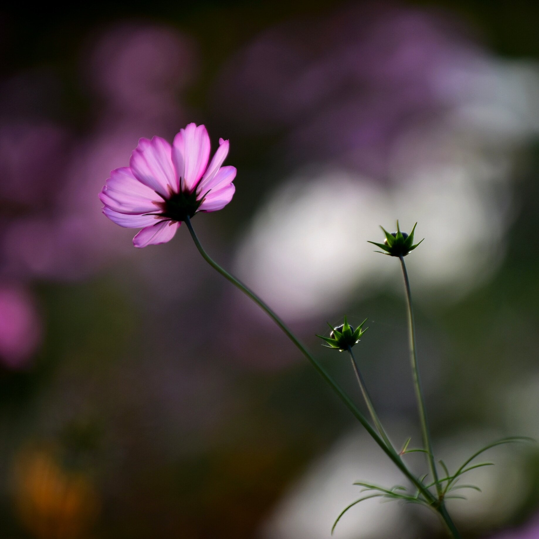 Nikon D810 sample photo