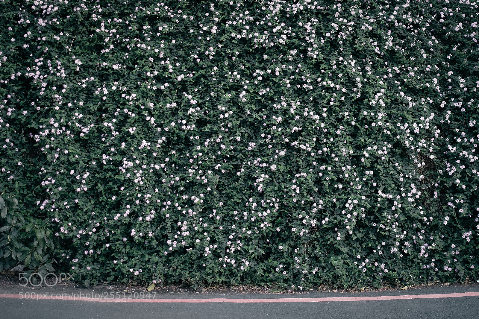Fujifilm X-Pro2 sample photo. Roadside flowers photography