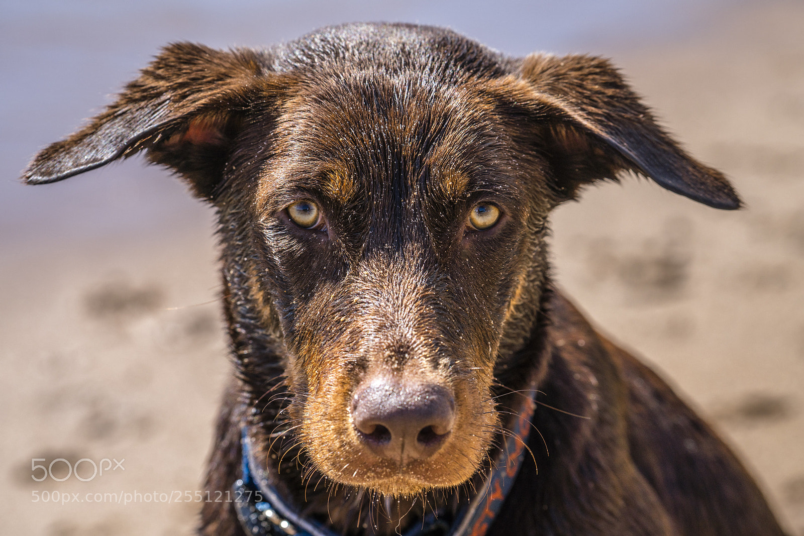 Sony a7R III sample photo. Red dog photography