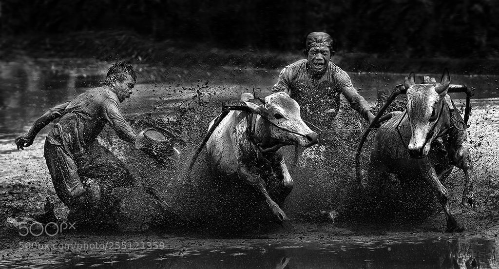 Canon EOS 70D sample photo. Pacu jawi cultural field photography