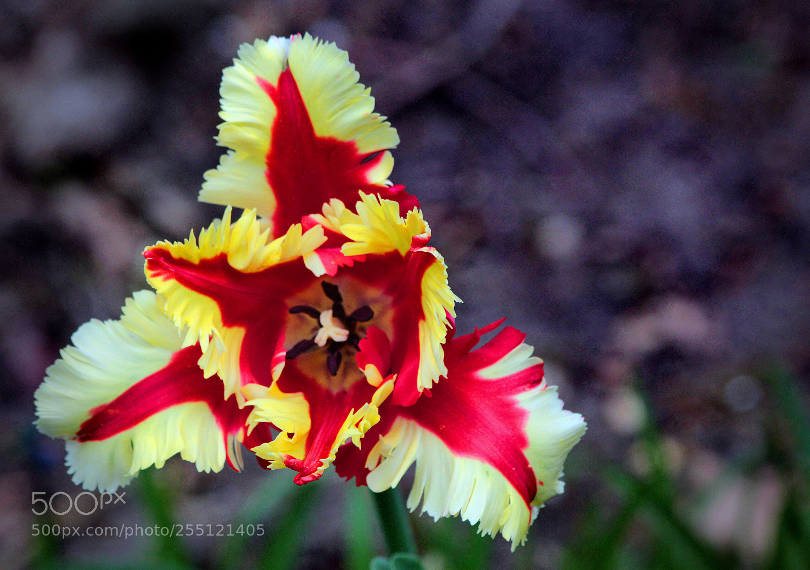 Canon EOS 600D (Rebel EOS T3i / EOS Kiss X5) sample photo. Freaky tulip photography