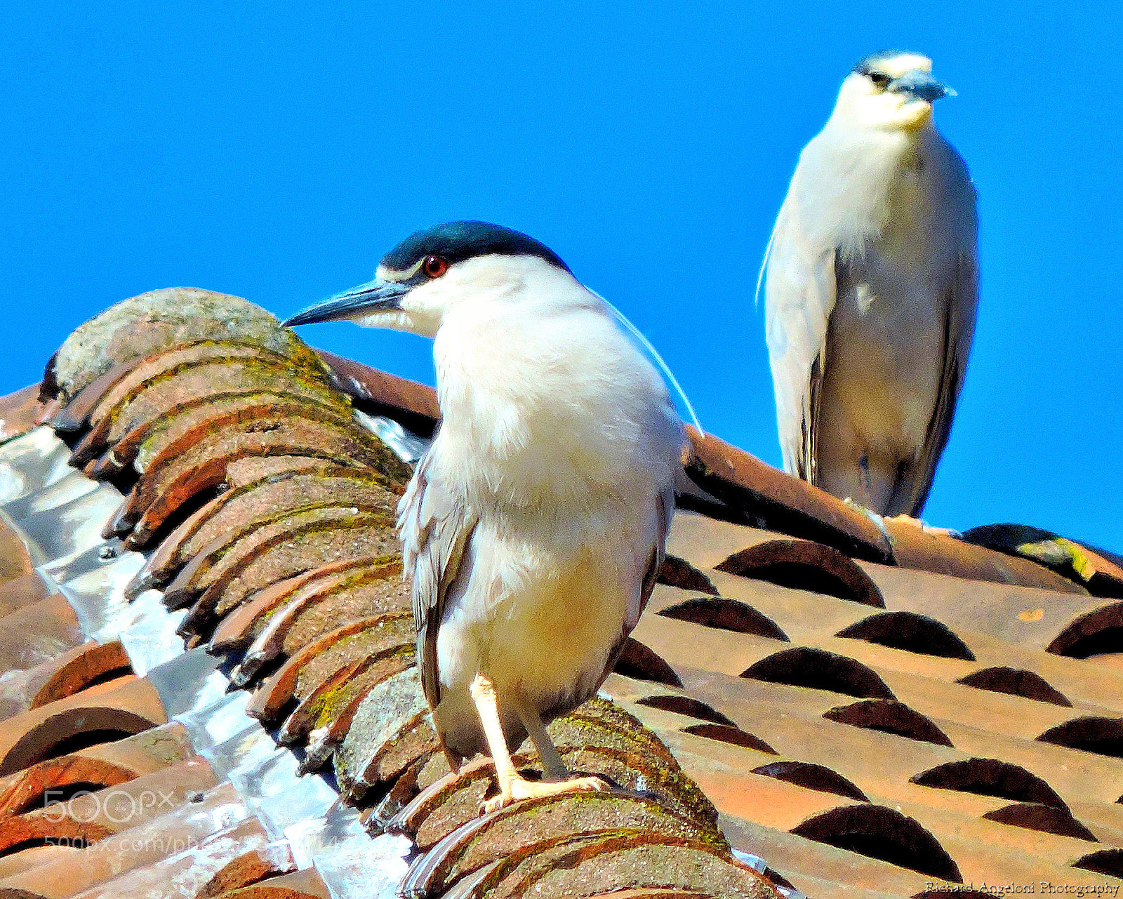 Nikon Coolpix P530 sample photo. Black crowned night heron photography